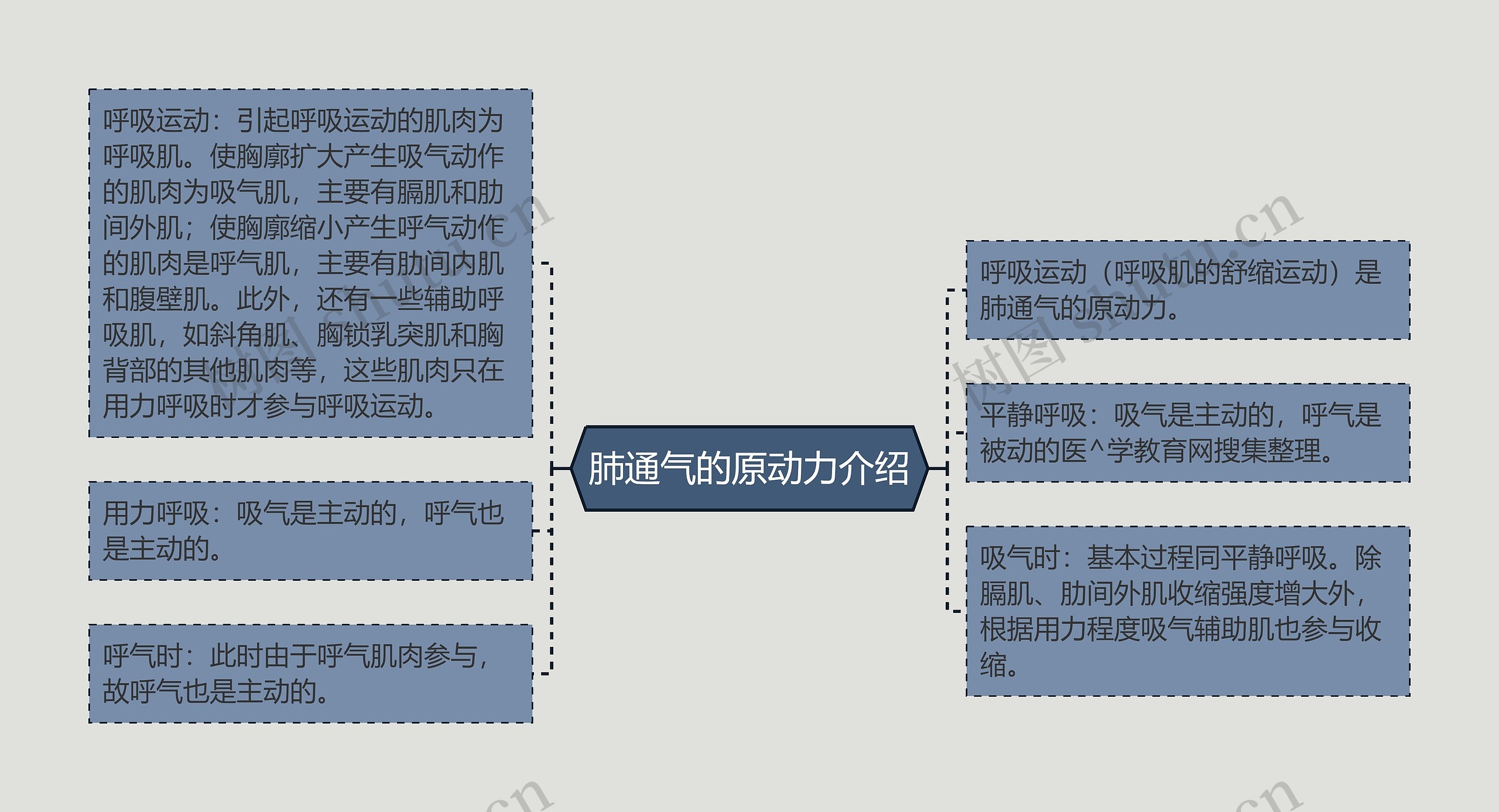 肺通气的原动力介绍