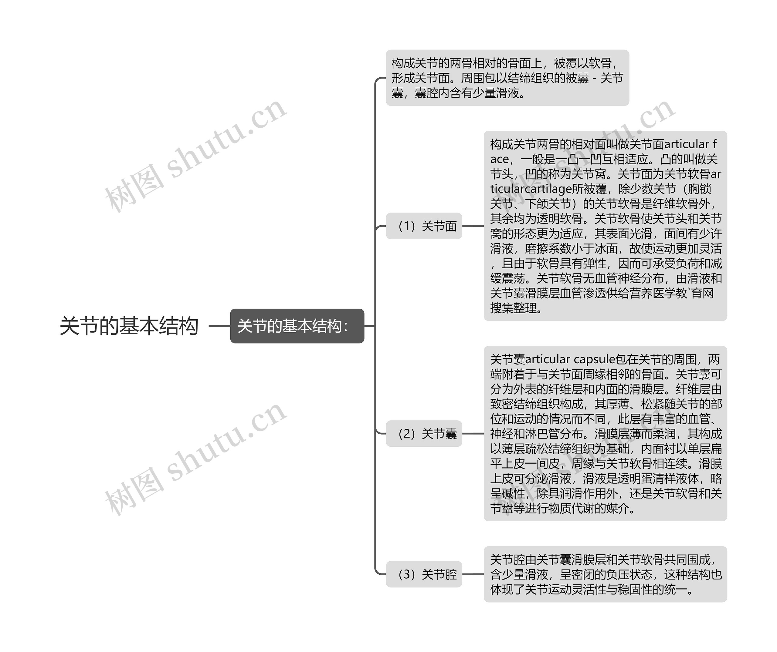 关节的基本结构