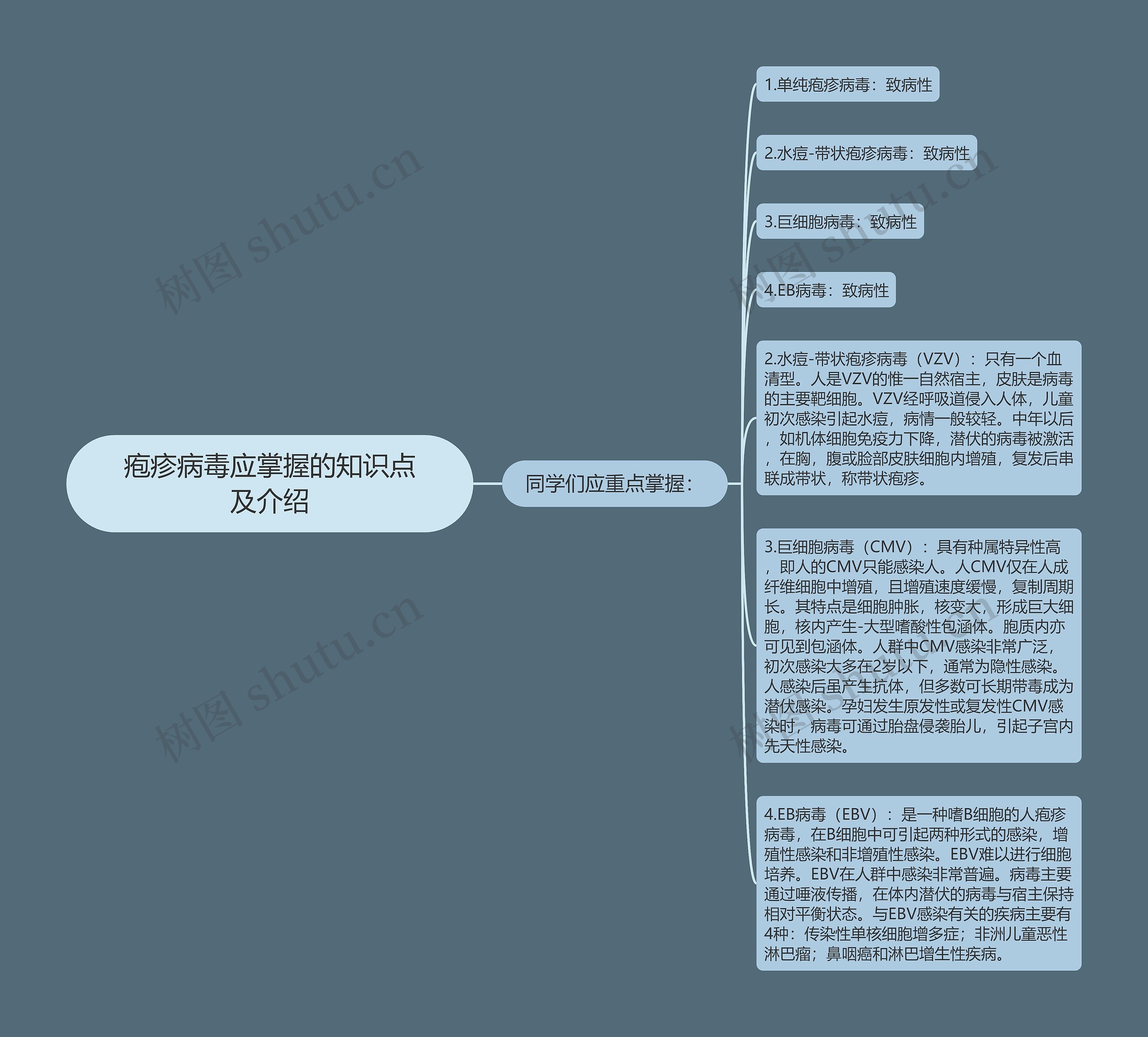 疱疹病毒应掌握的知识点及介绍思维导图