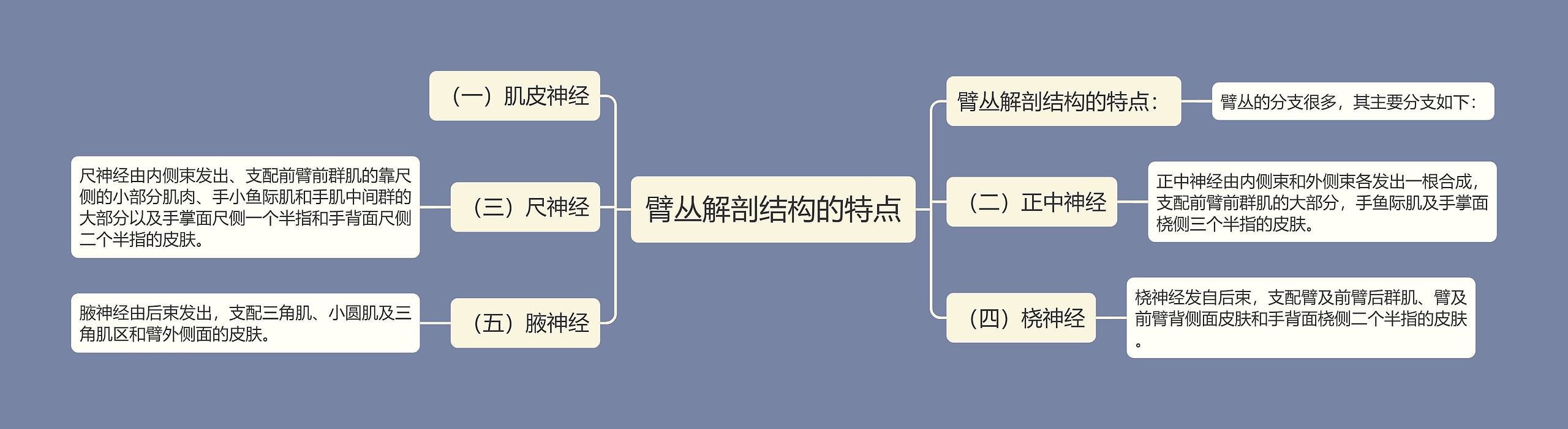 臂丛解剖结构的特点思维导图