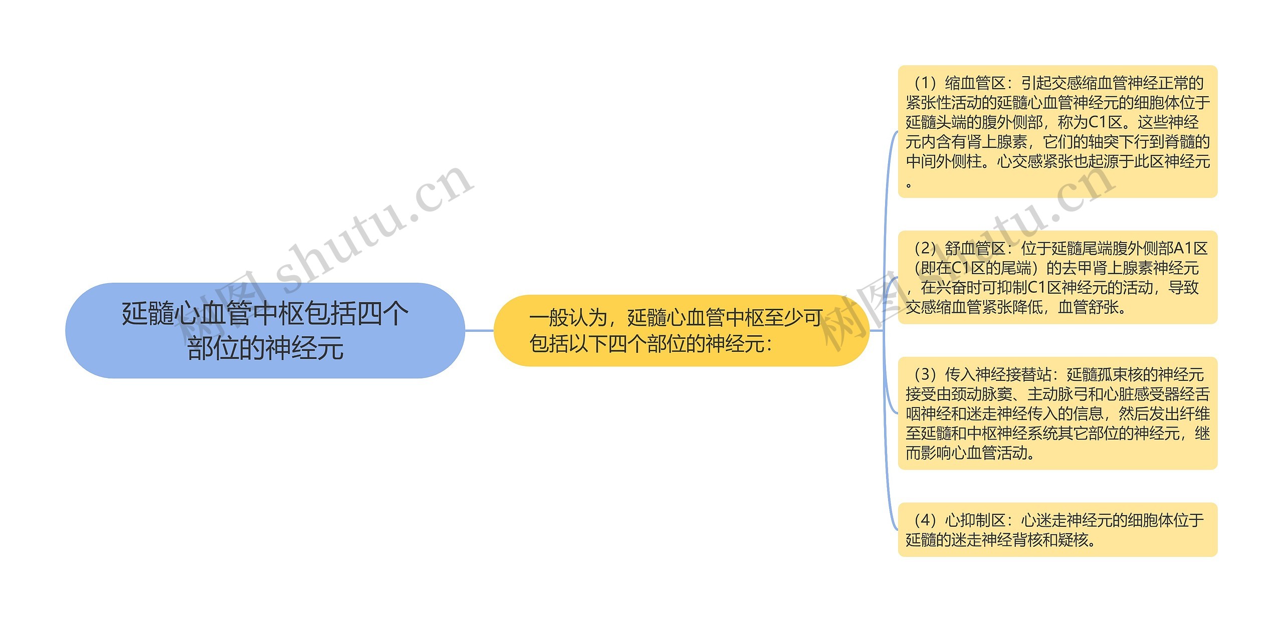 延髓心血管中枢包括四个部位的神经元思维导图