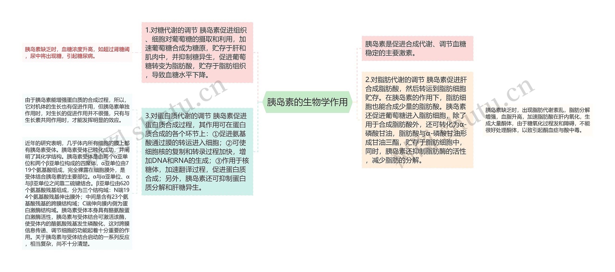 胰岛素的生物学作用 胰岛素的生物学作用