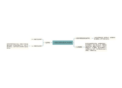 小腿后部的皮肤|浅结构