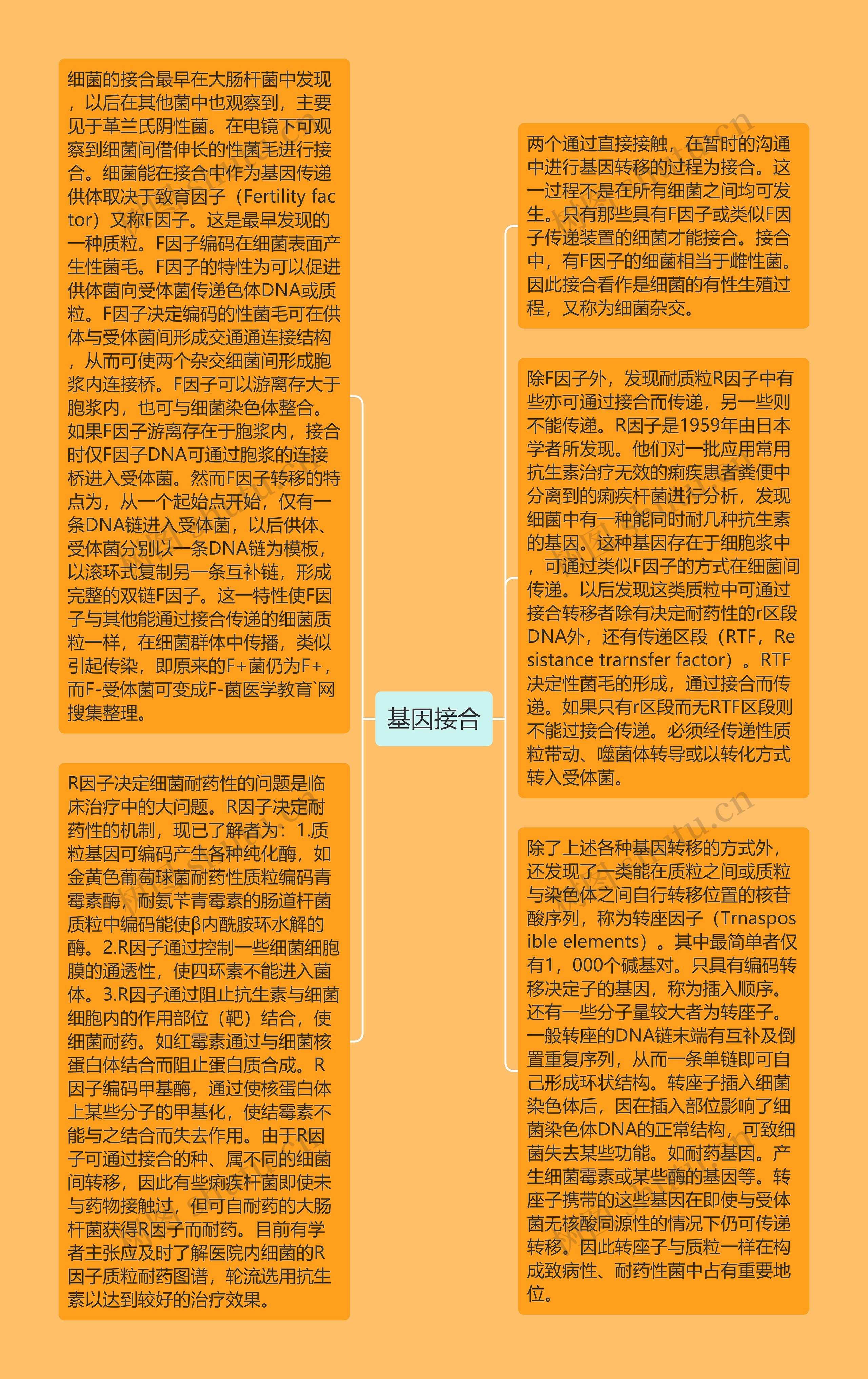 基因接合思维导图