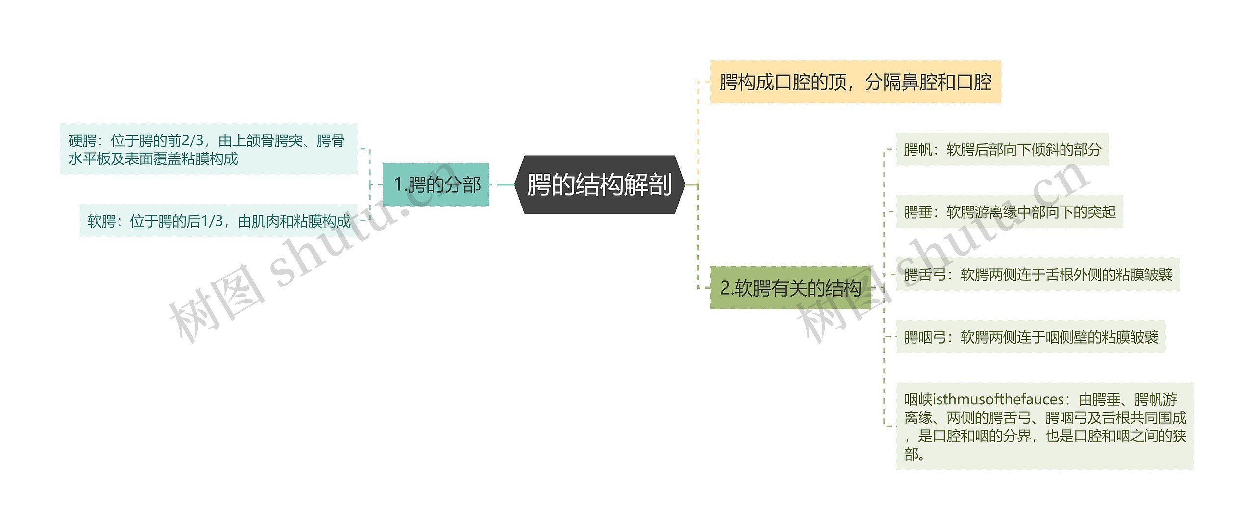 腭的结构解剖思维导图