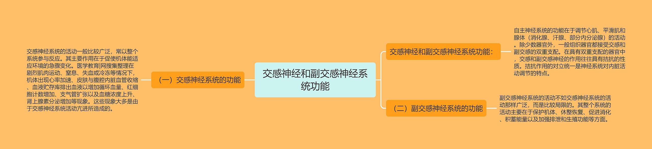 交感神经和副交感神经系统功能思维导图