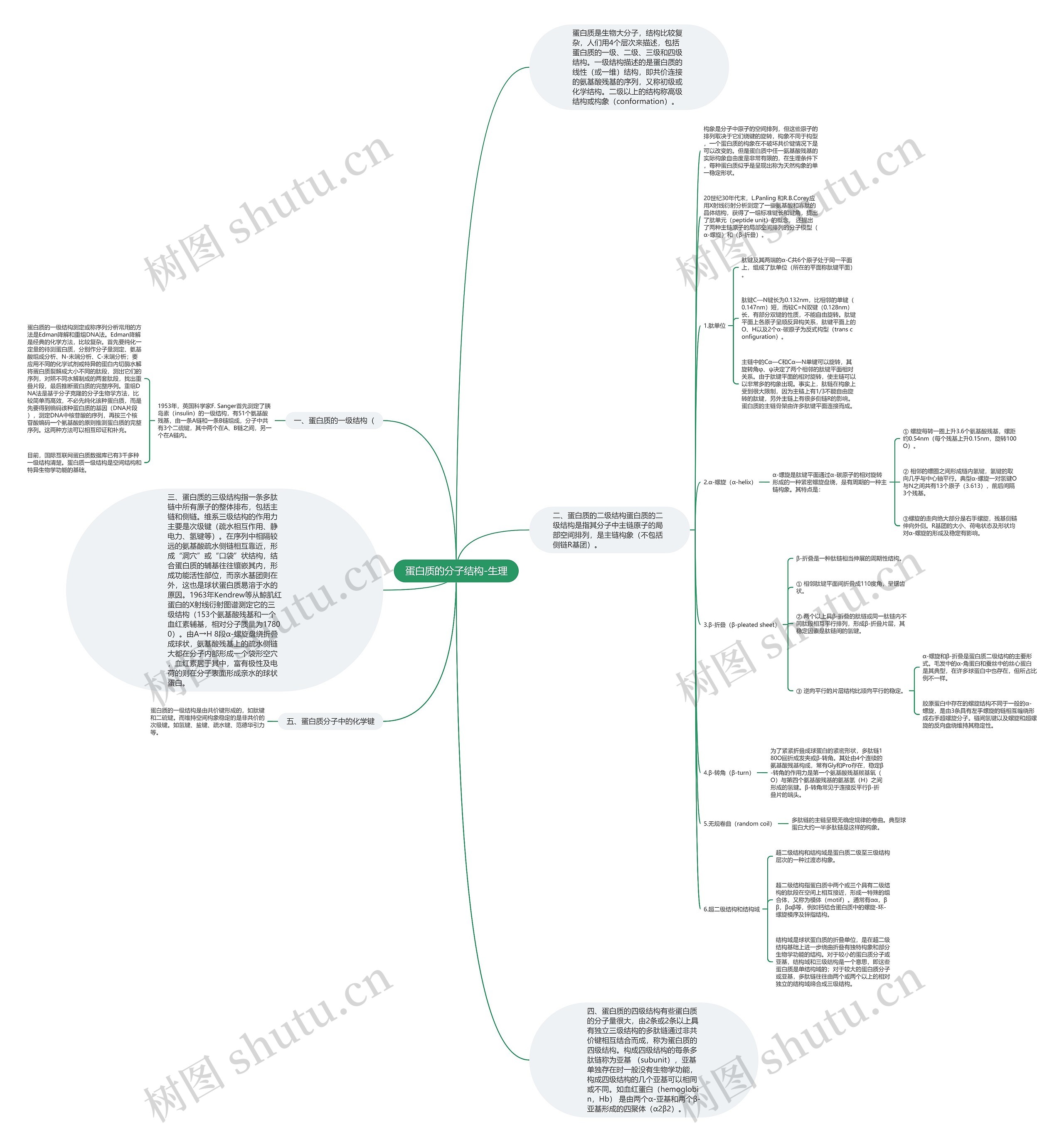 蛋白质的分子结构-生理思维导图