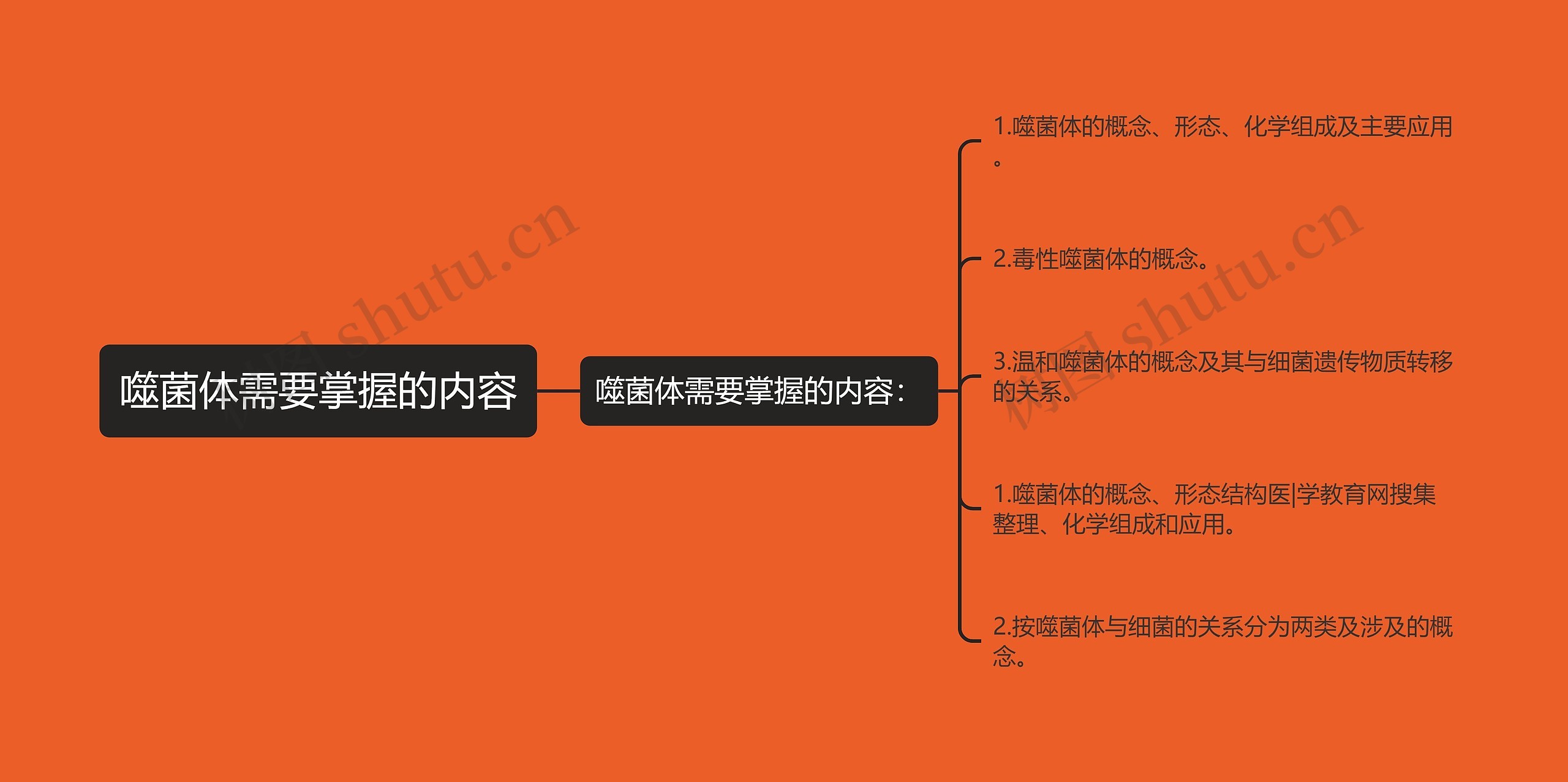 噬菌体需要掌握的内容
