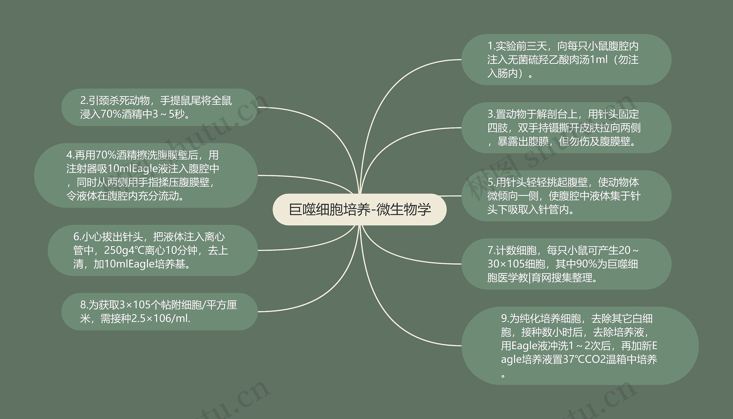 巨噬细胞培养-微生物学思维导图