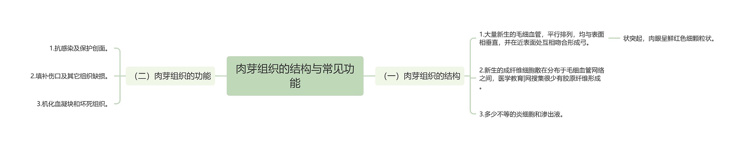 肉芽组织的结构与常见功能