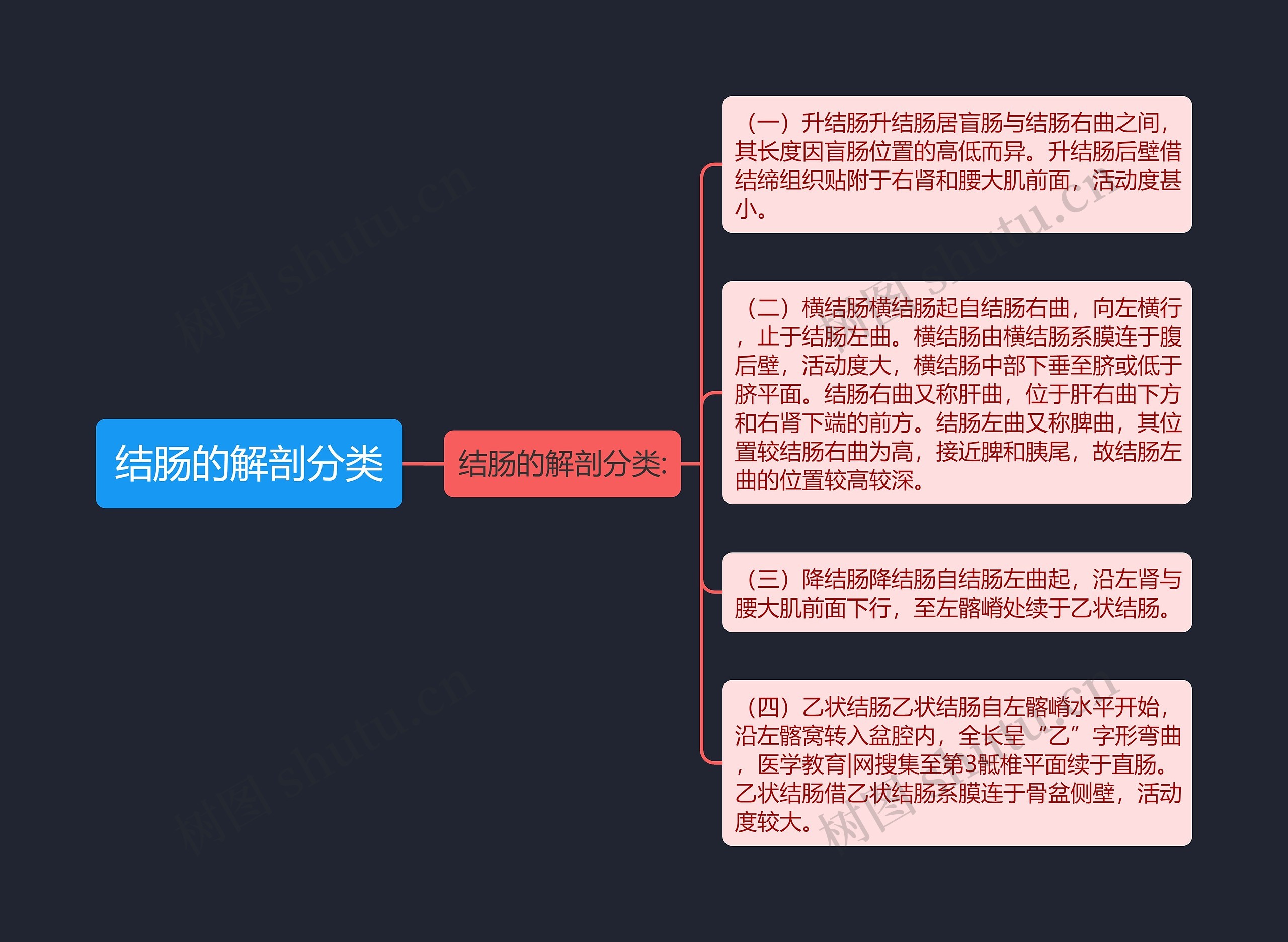 结肠的解剖分类思维导图