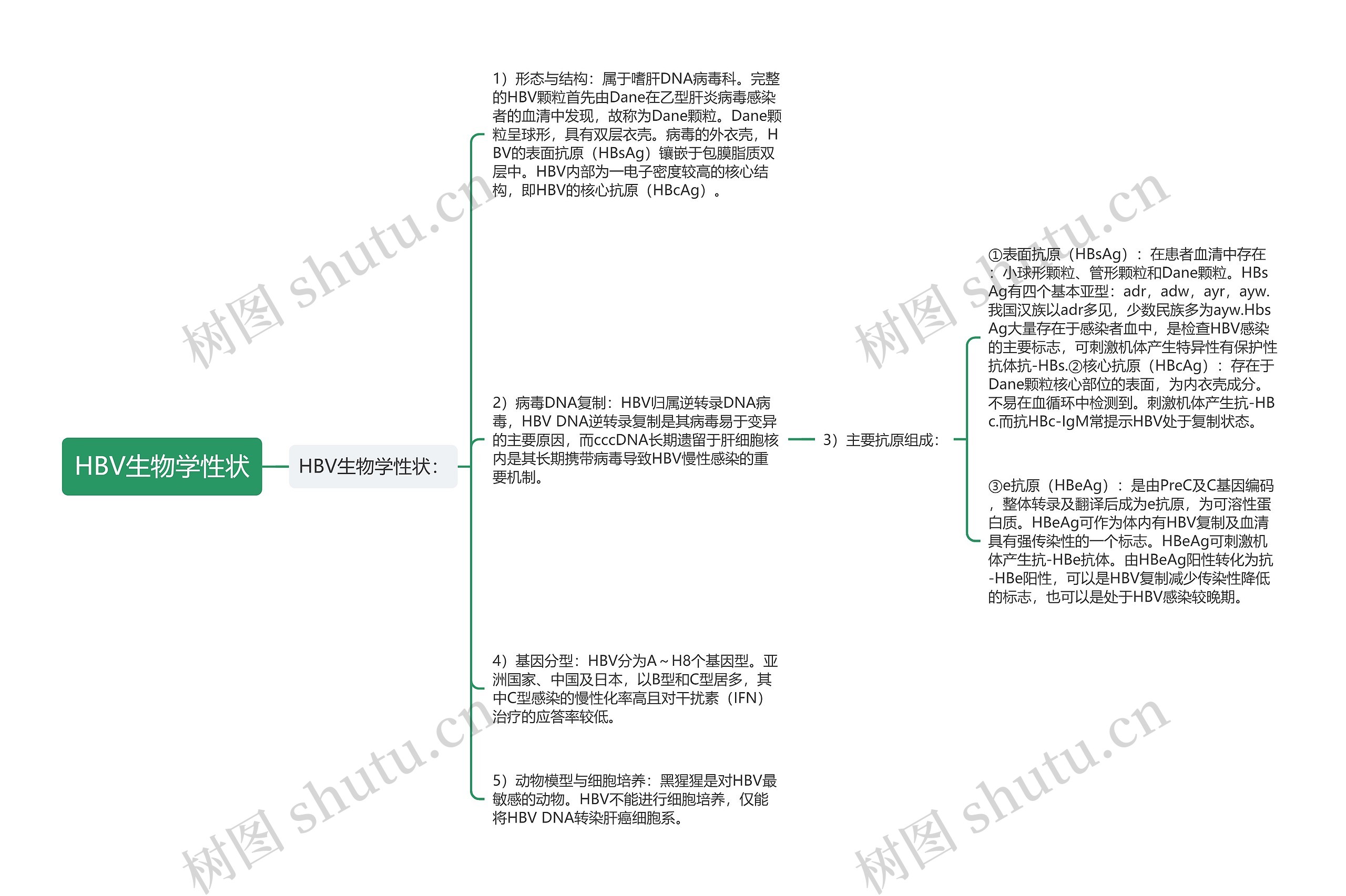 HBV生物学性状思维导图