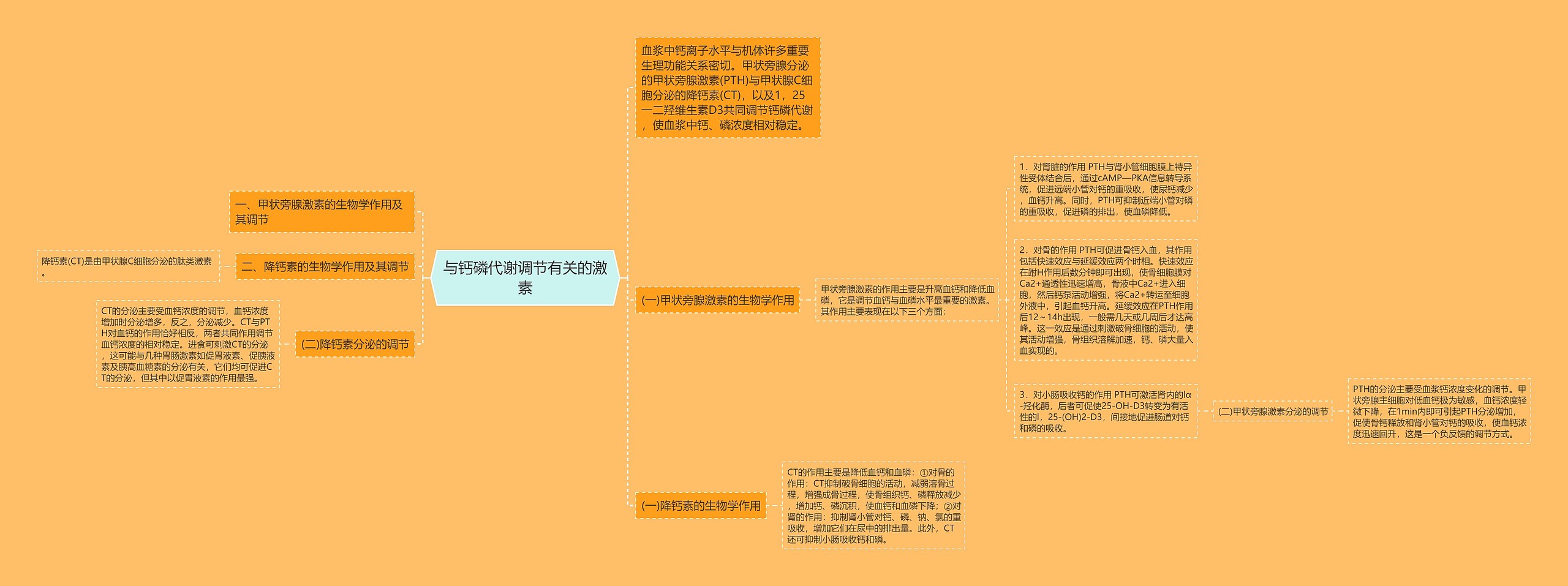 与钙磷代谢调节有关的激素思维导图