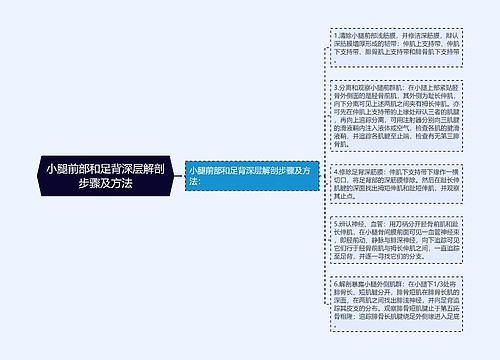 小腿前部和足背深层解剖步骤及方法