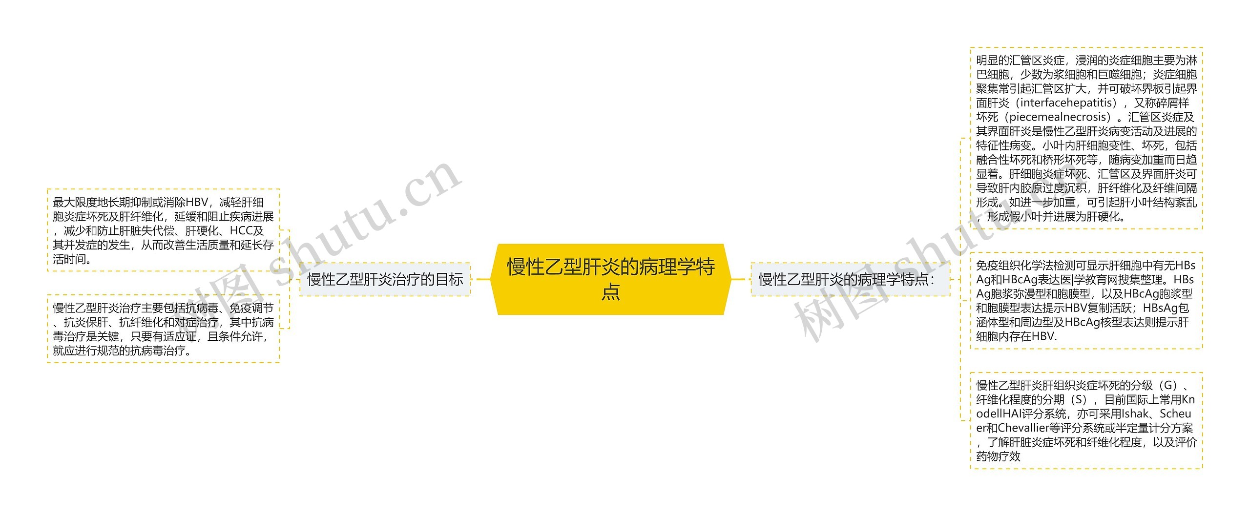 慢性乙型肝炎的病理学特点思维导图