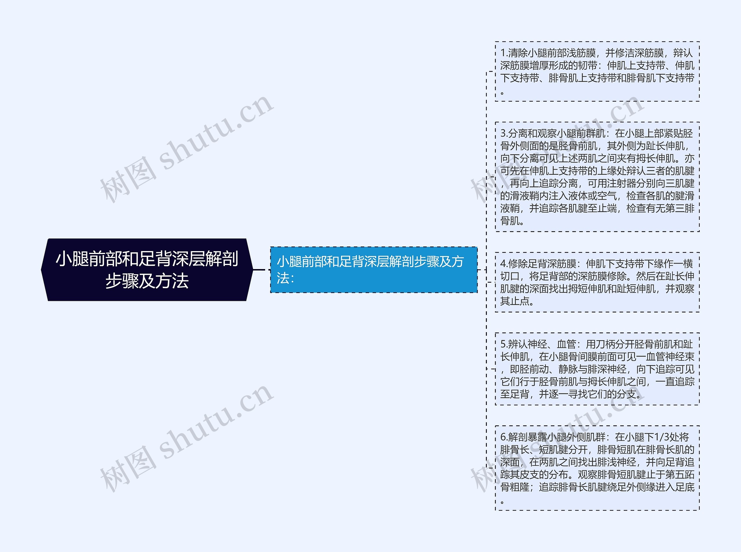 小腿前部和足背深层解剖步骤及方法思维导图