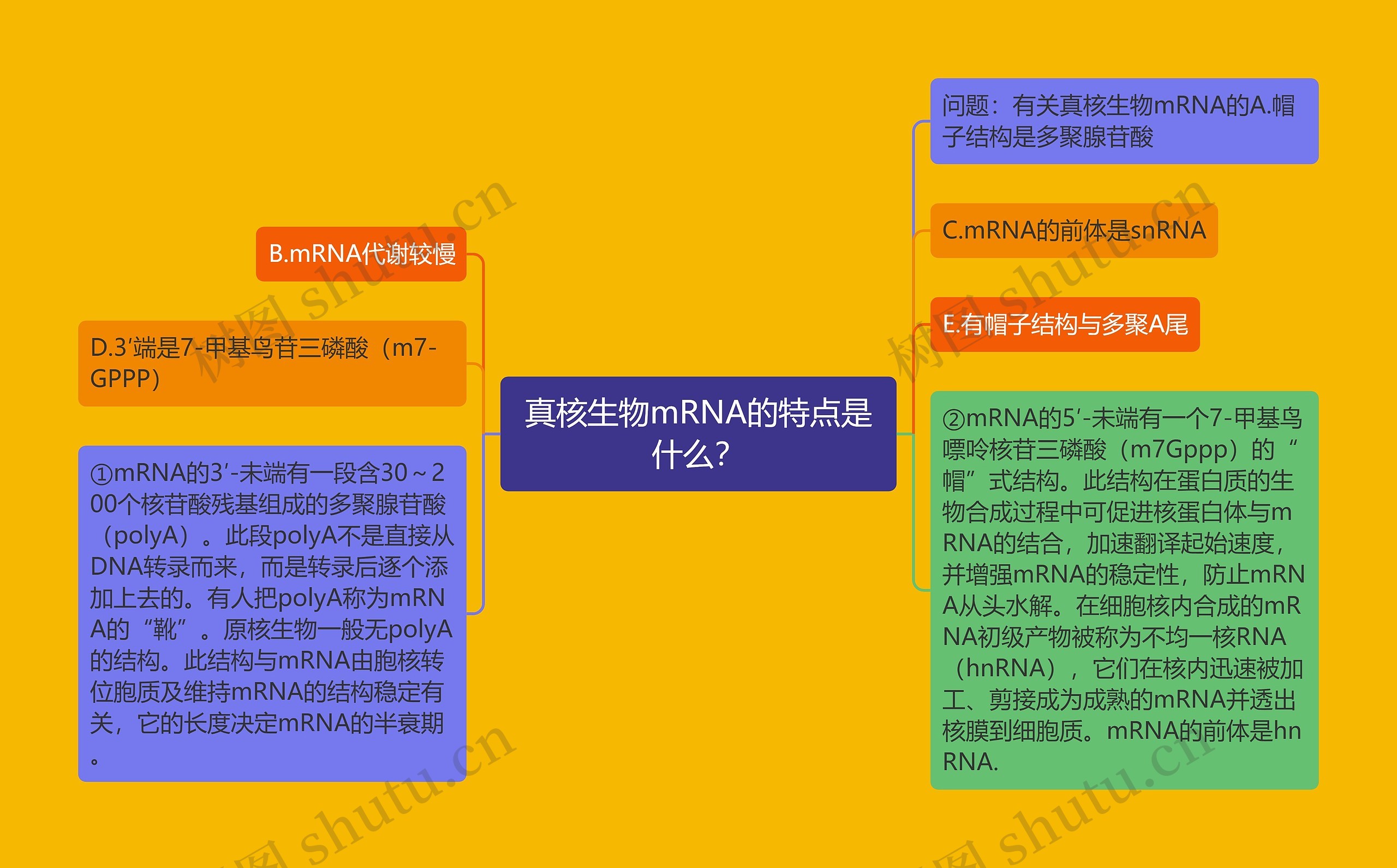 真核生物mRNA的特点是什么？思维导图