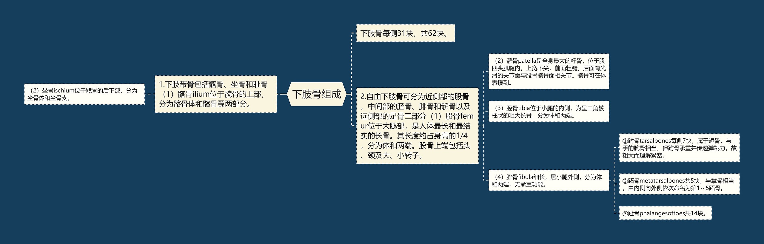 下肢骨组成