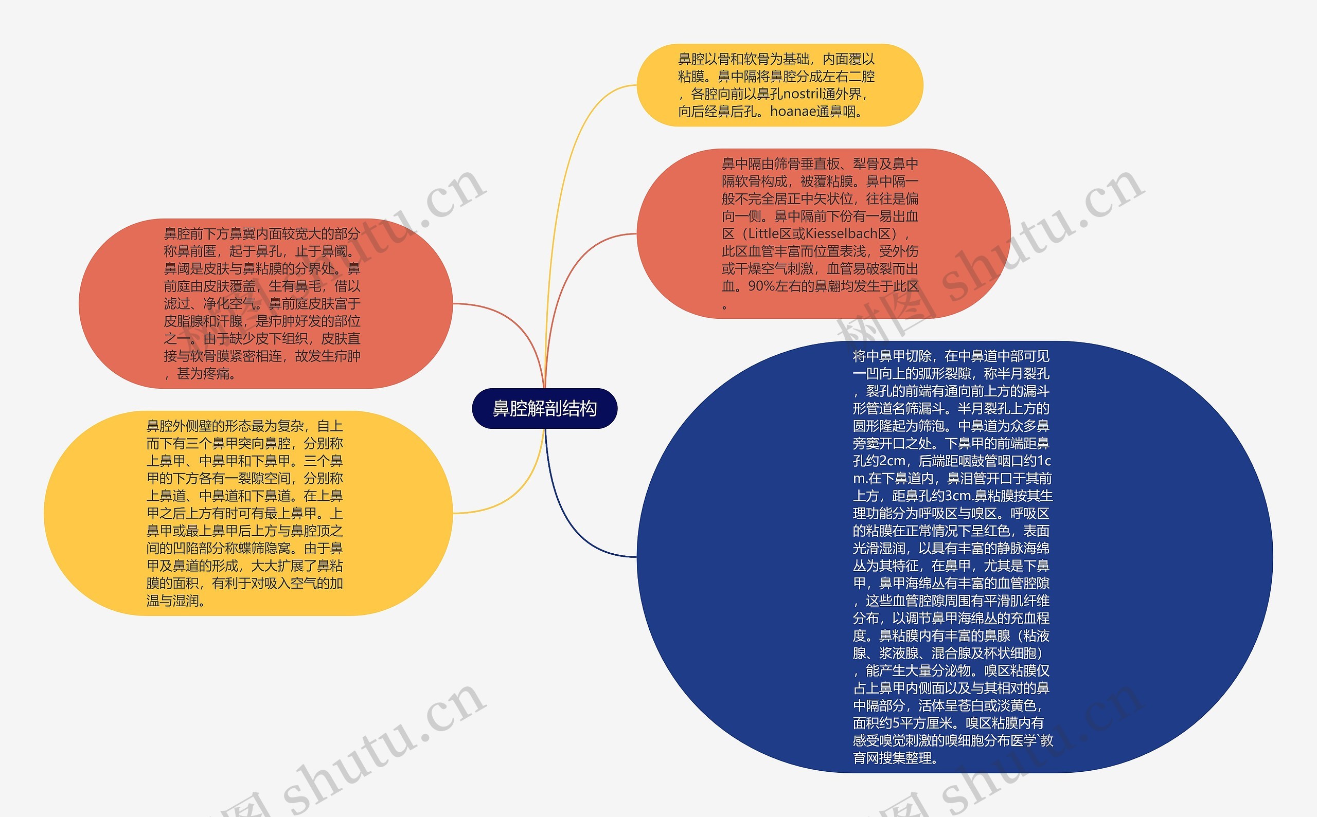 鼻腔解剖结构