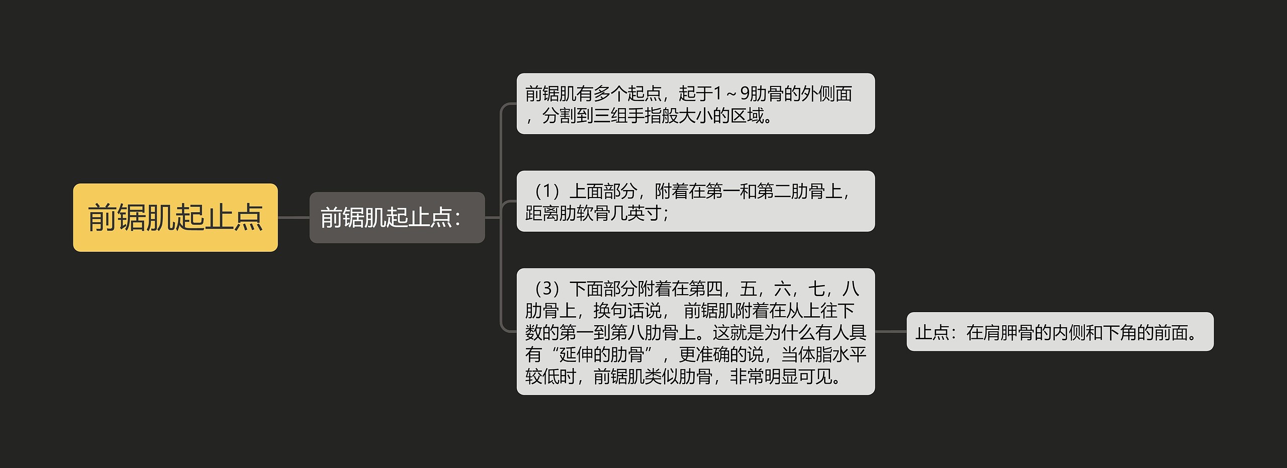 前锯肌起止点思维导图