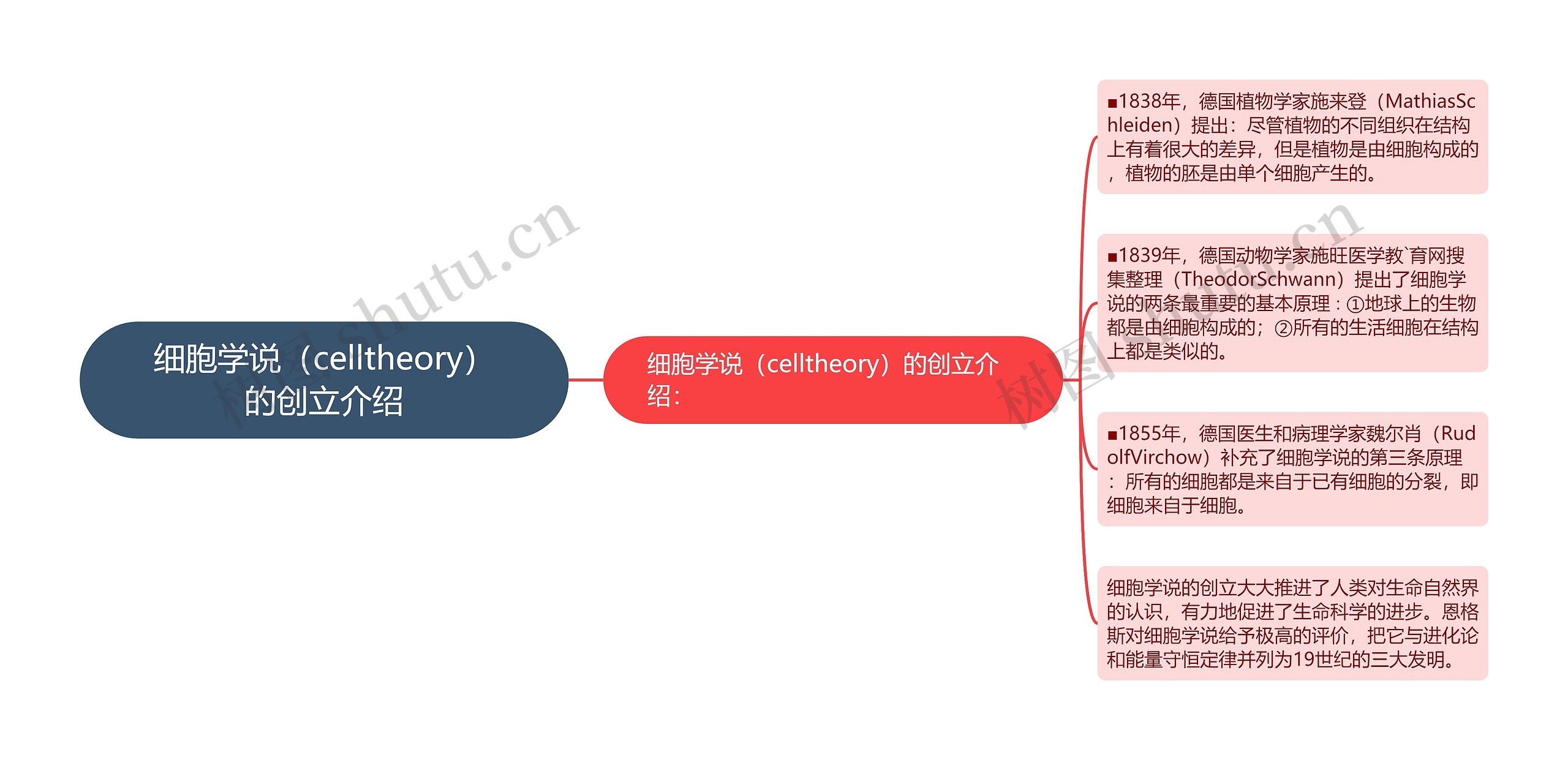 细胞学说(celltheory)的创立介绍 细胞学说(celltheory)的创立介绍