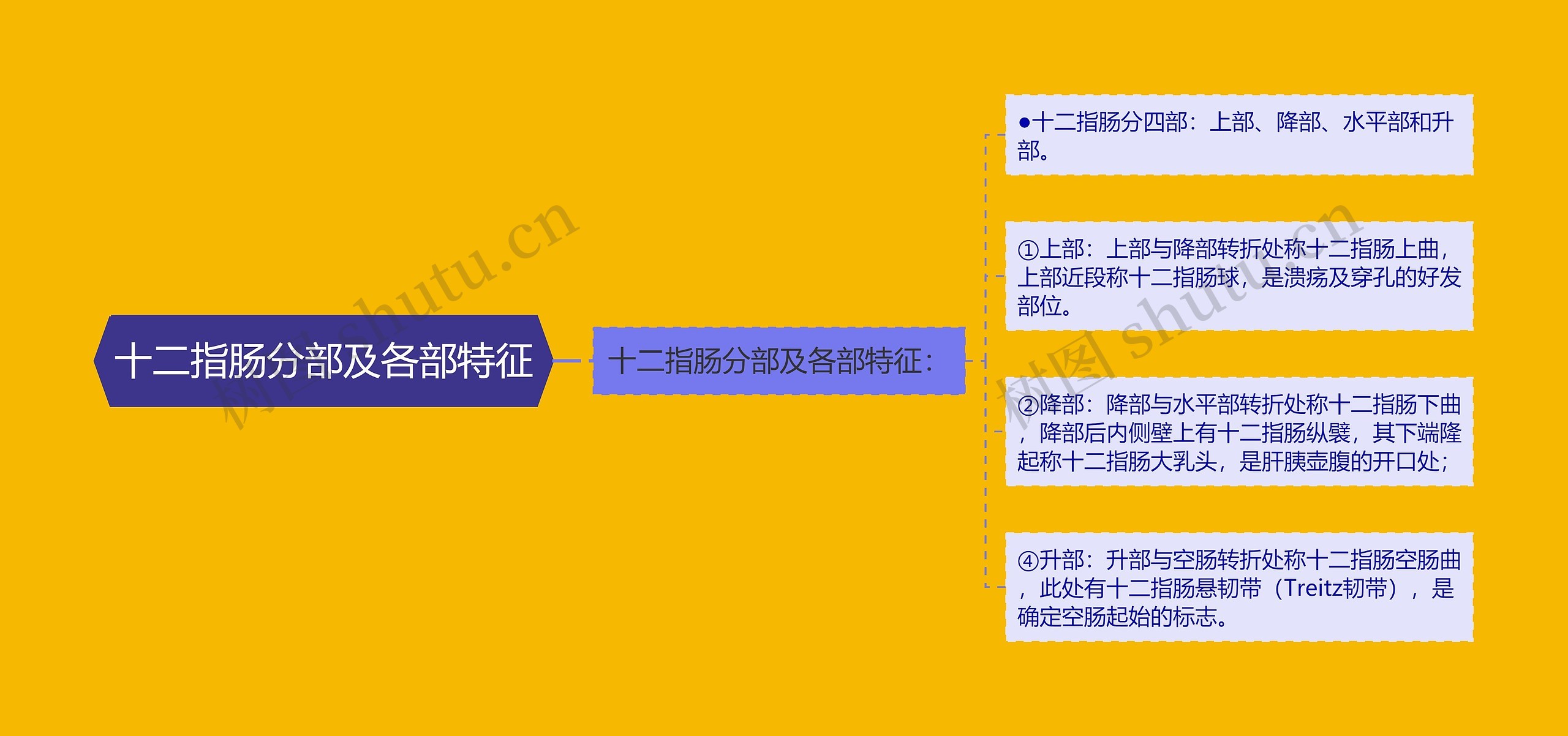 十二指肠分部及各部特征