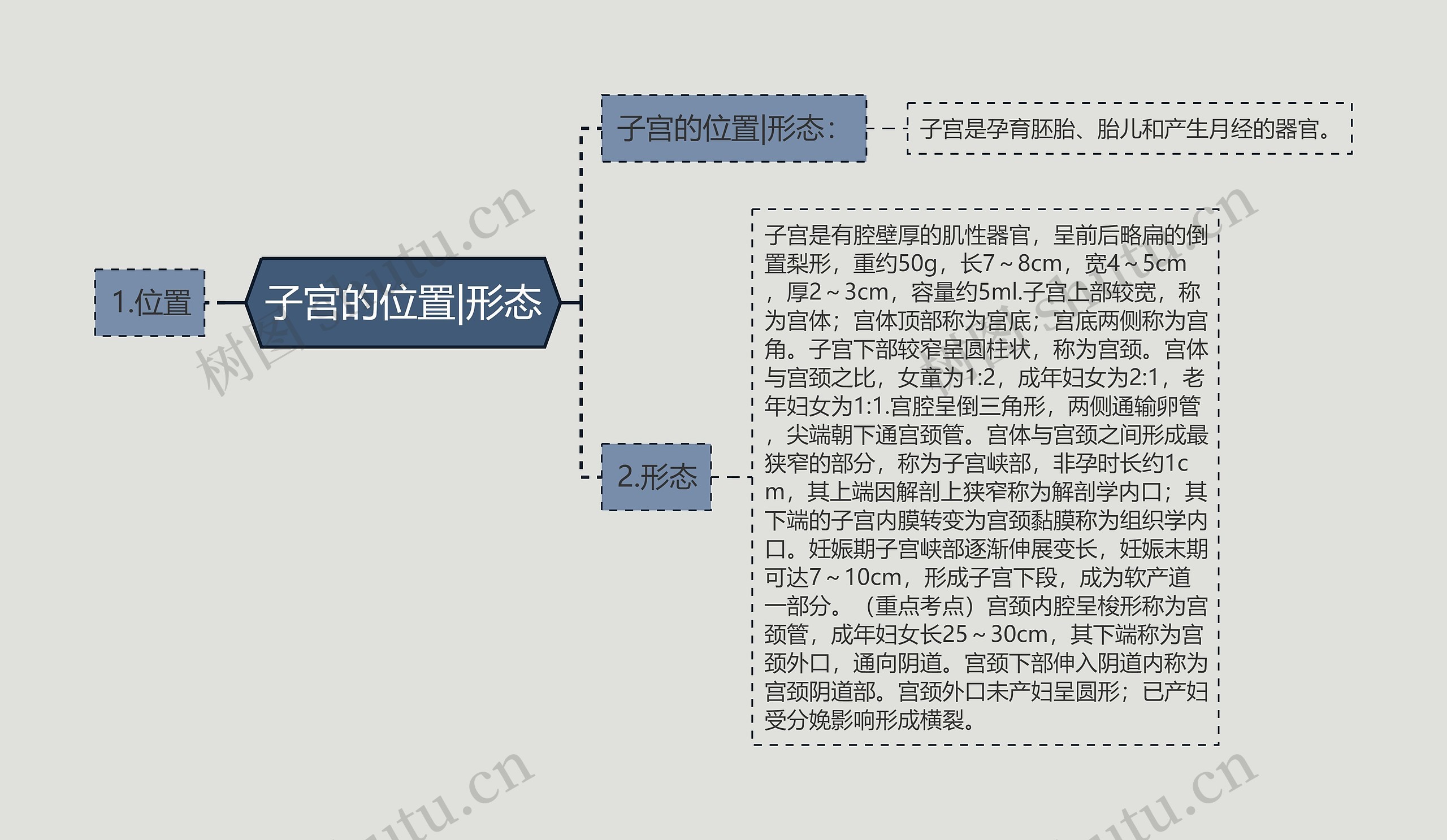 子宫的位置|形态