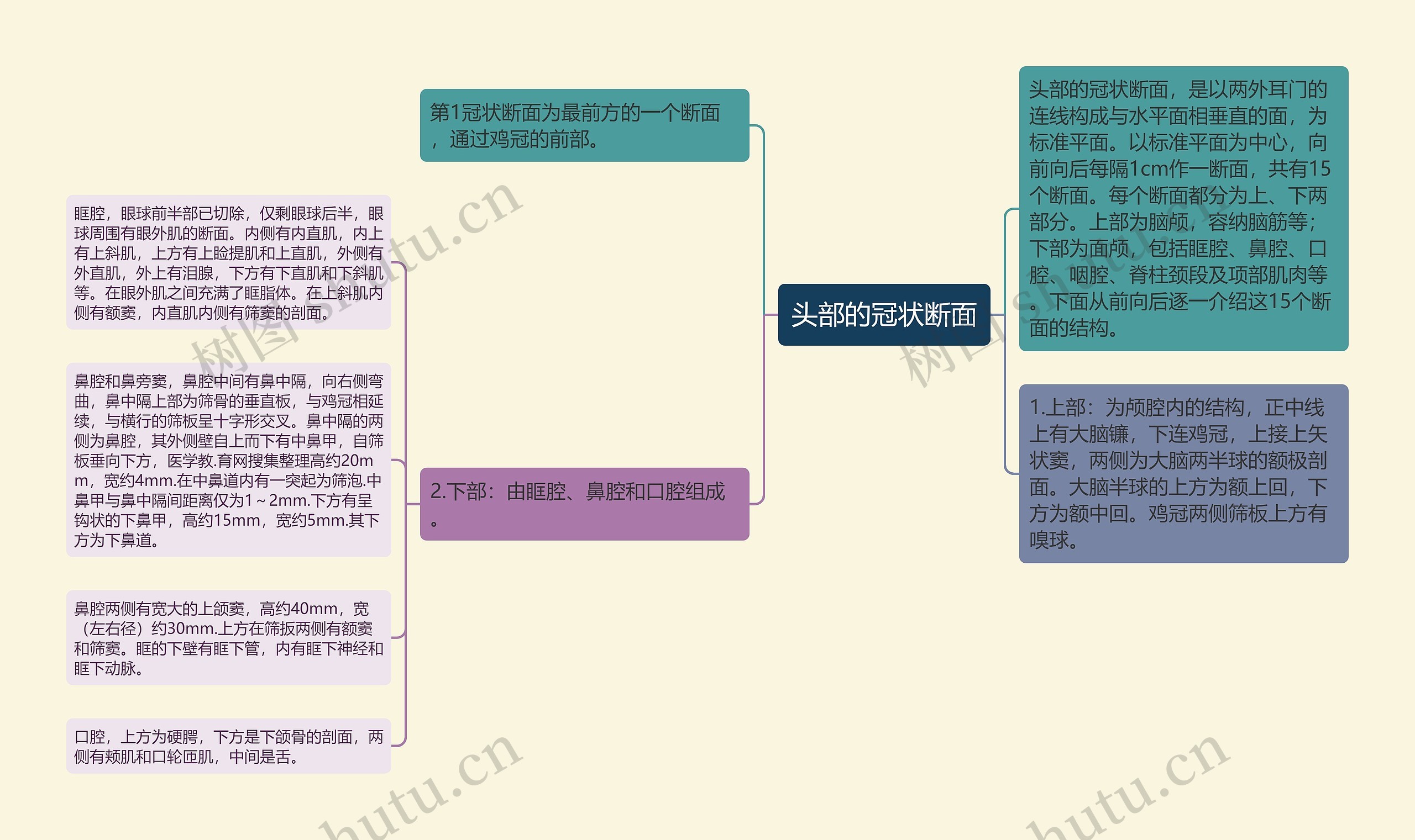 头部的冠状断面思维导图