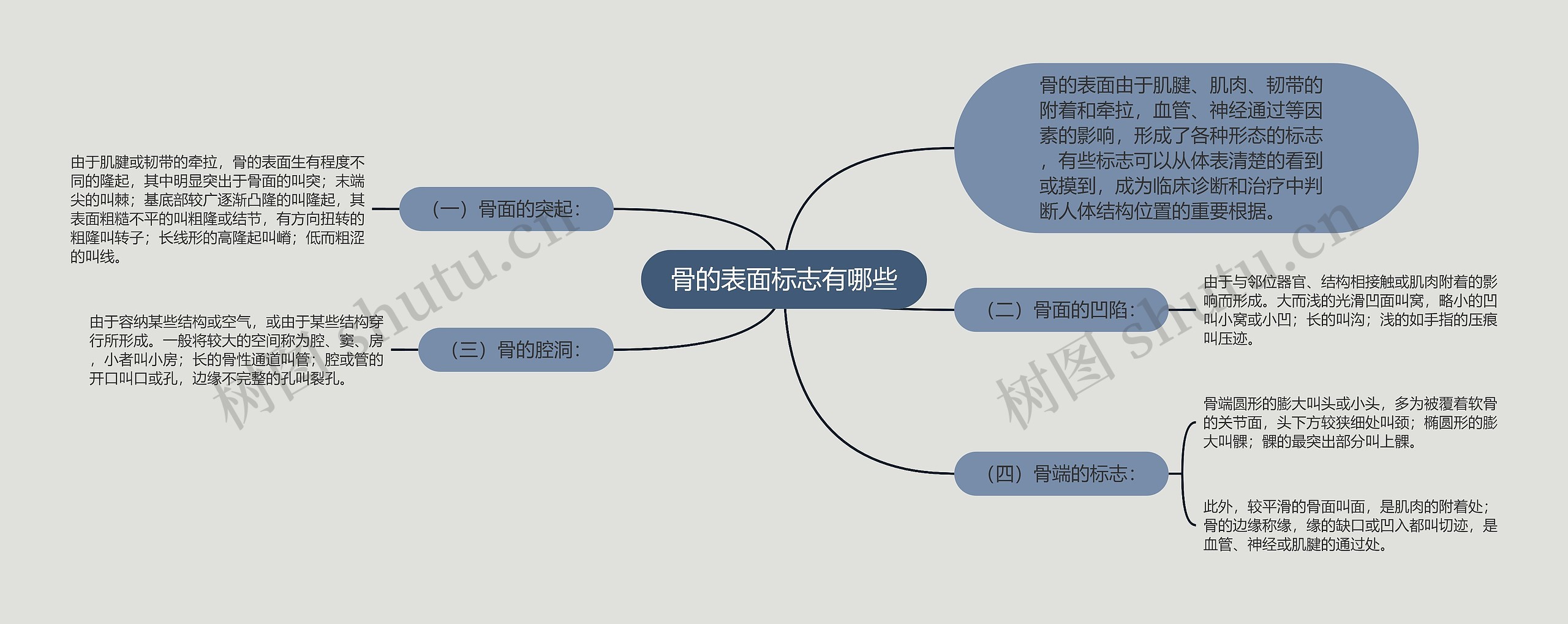 骨的表面标志有哪些