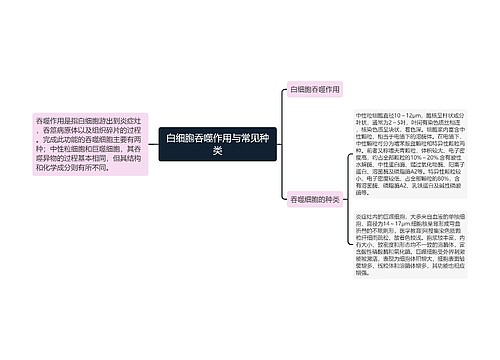 白细胞吞噬作用与常见种类