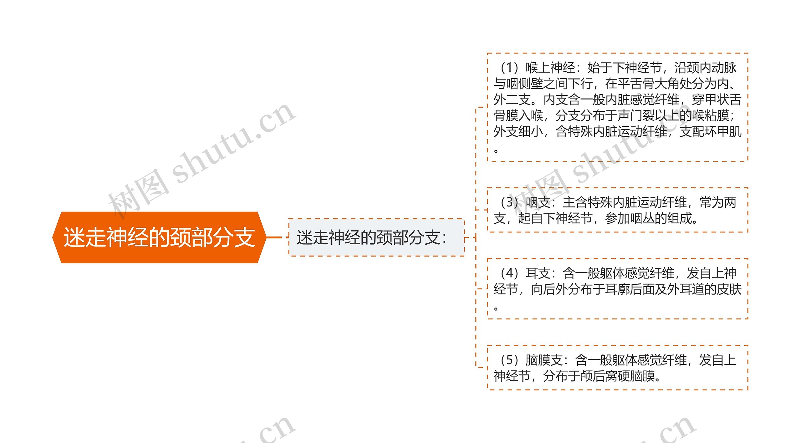 迷走神经的颈部分支思维导图