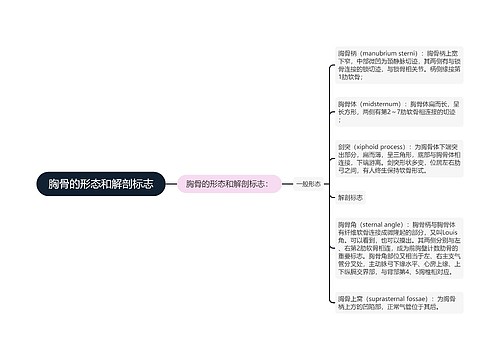 胸骨的形态和解剖标志