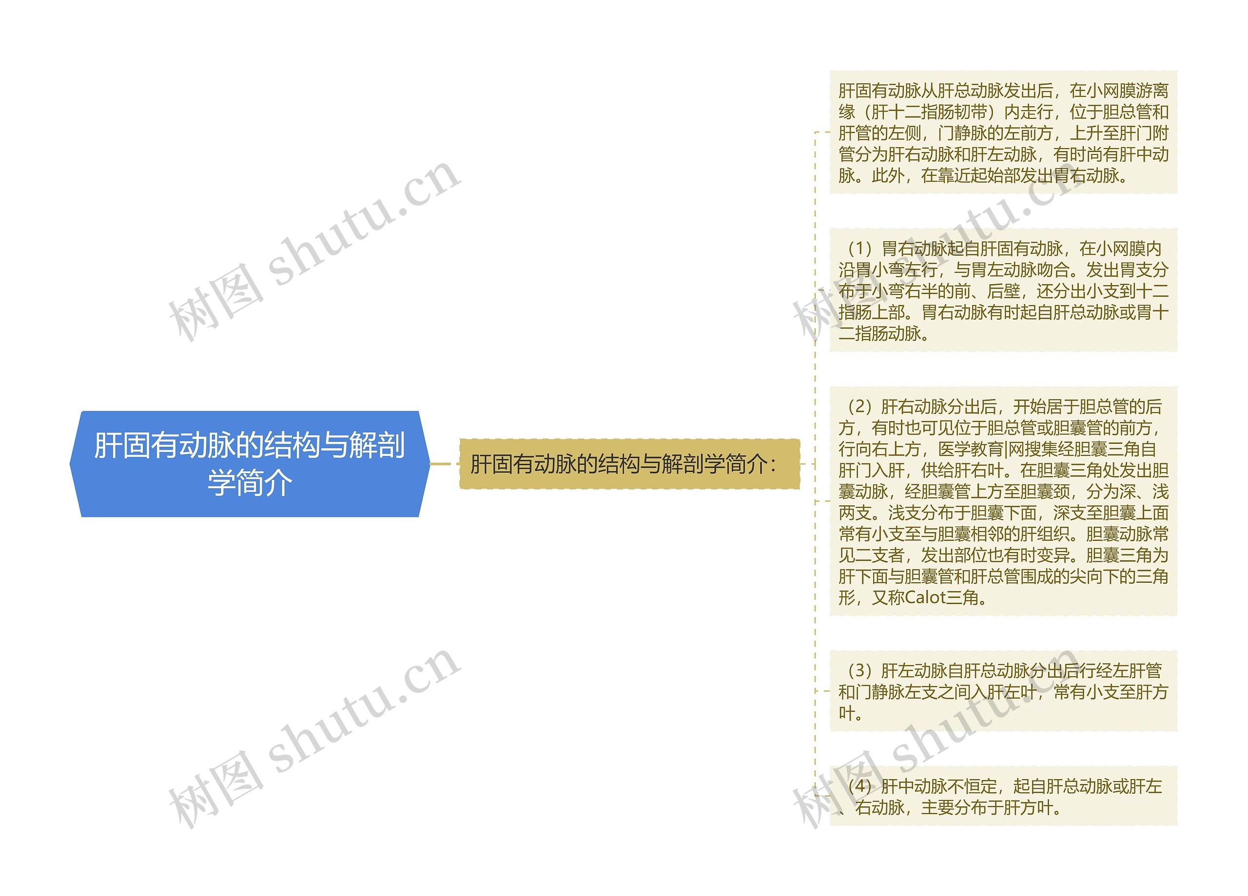 肝固有动脉的结构与解剖学简介思维导图