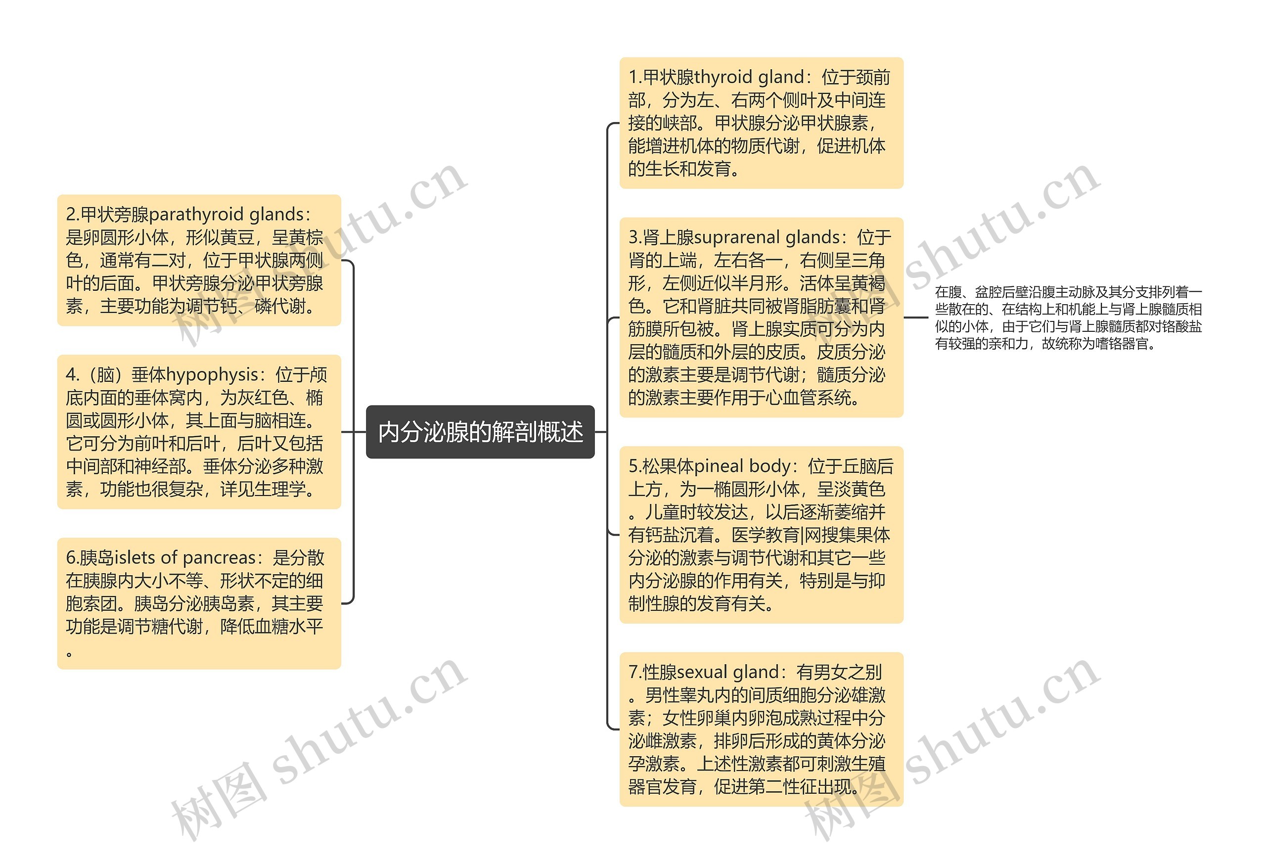 内分泌腺的解剖概述思维导图