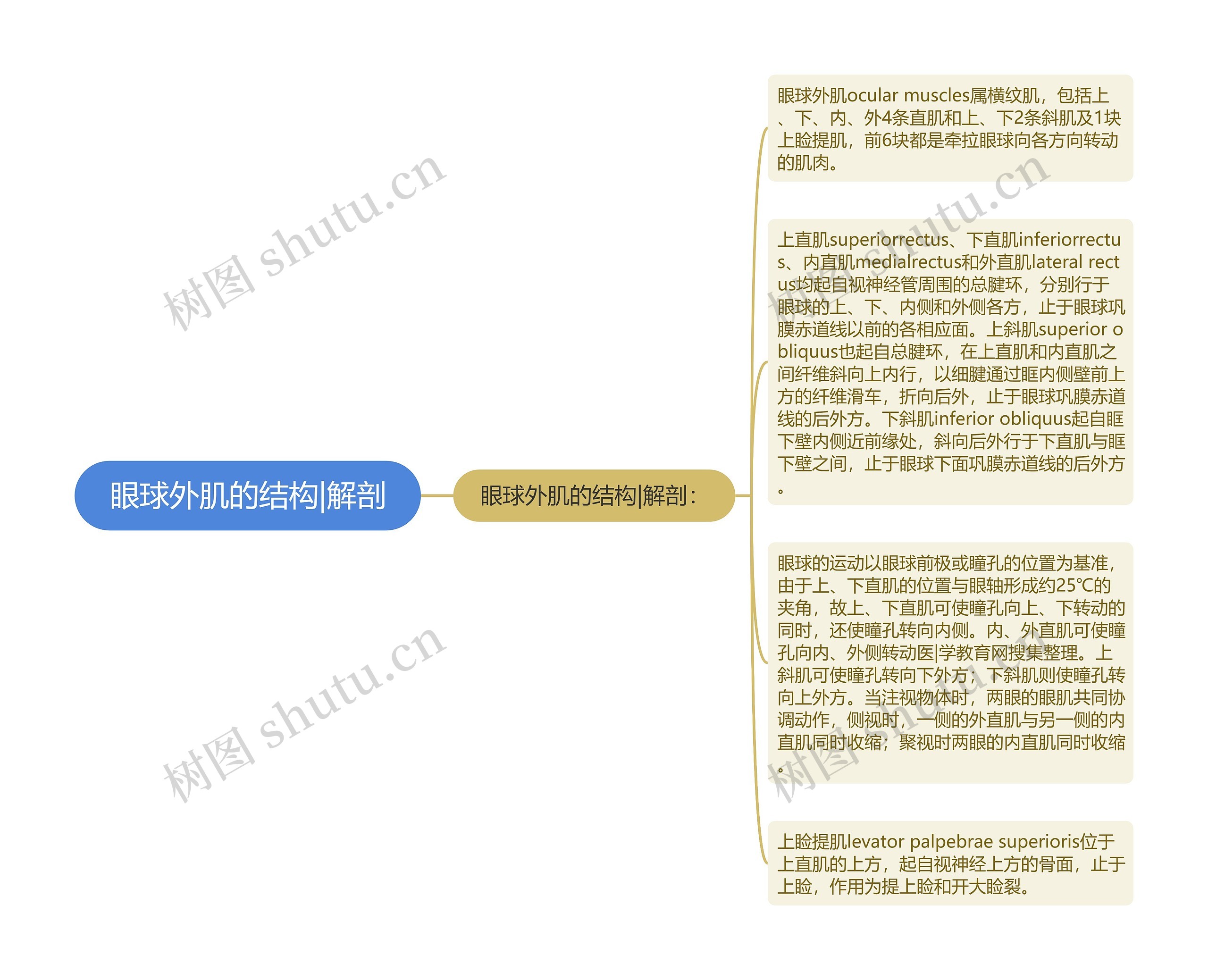 眼球外肌的结构|解剖思维导图