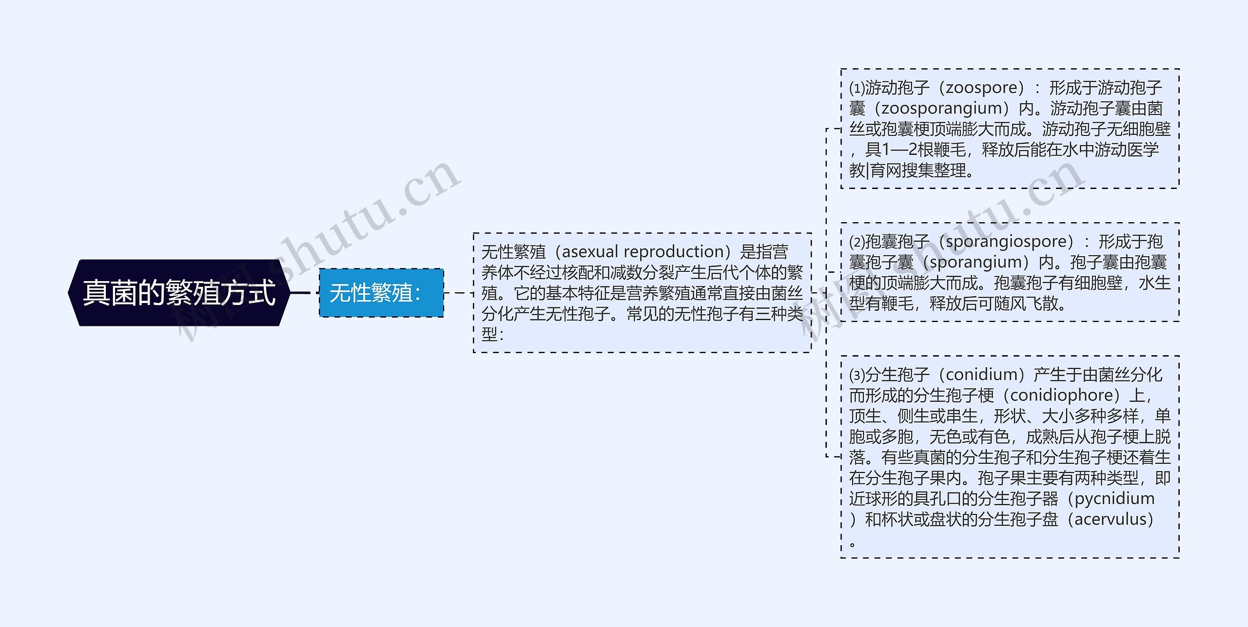 真菌的繁殖方式 真菌的繁殖方式