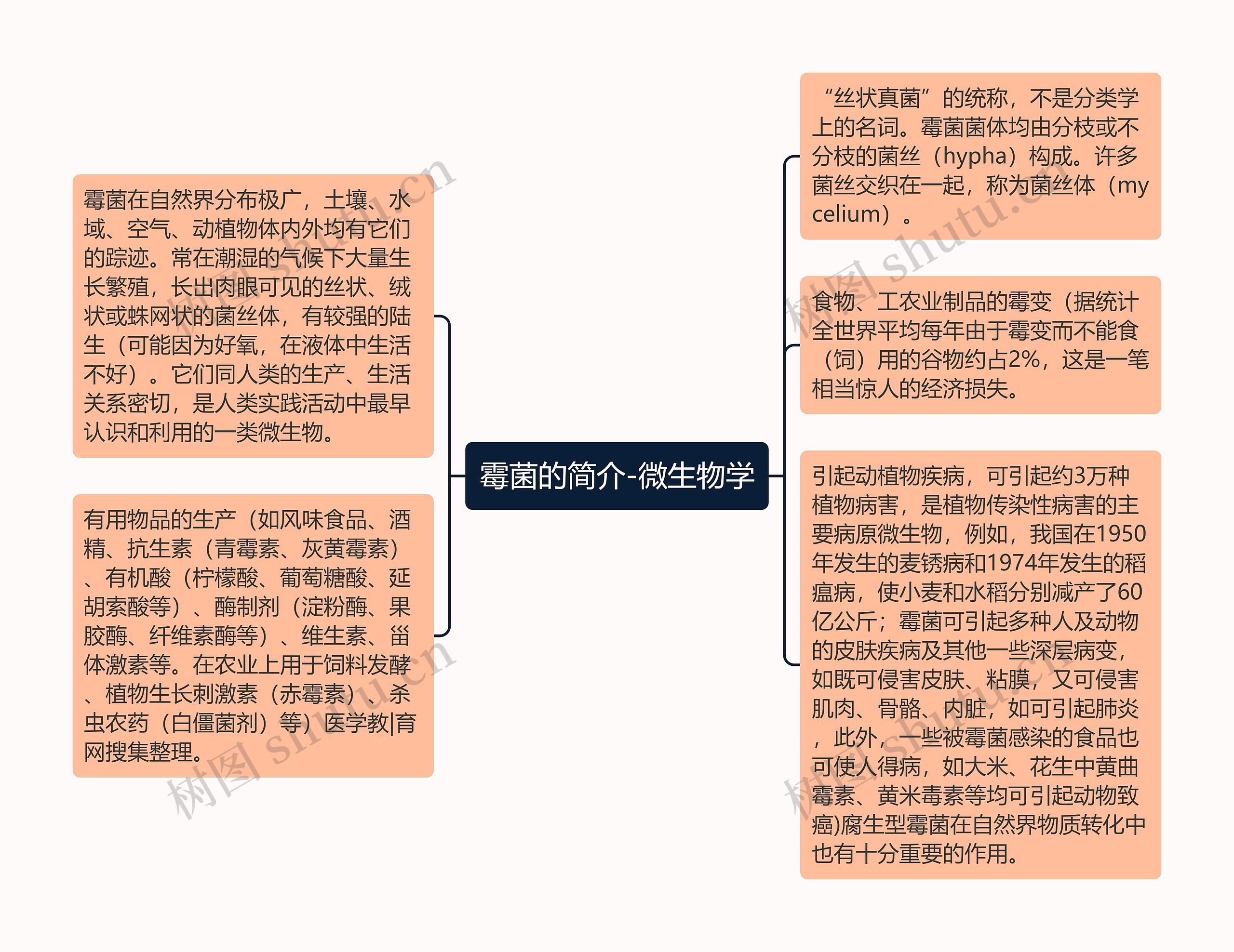 霉菌的简介-微生物学思维导图高清图 霉菌的简介-微生物学思维导图