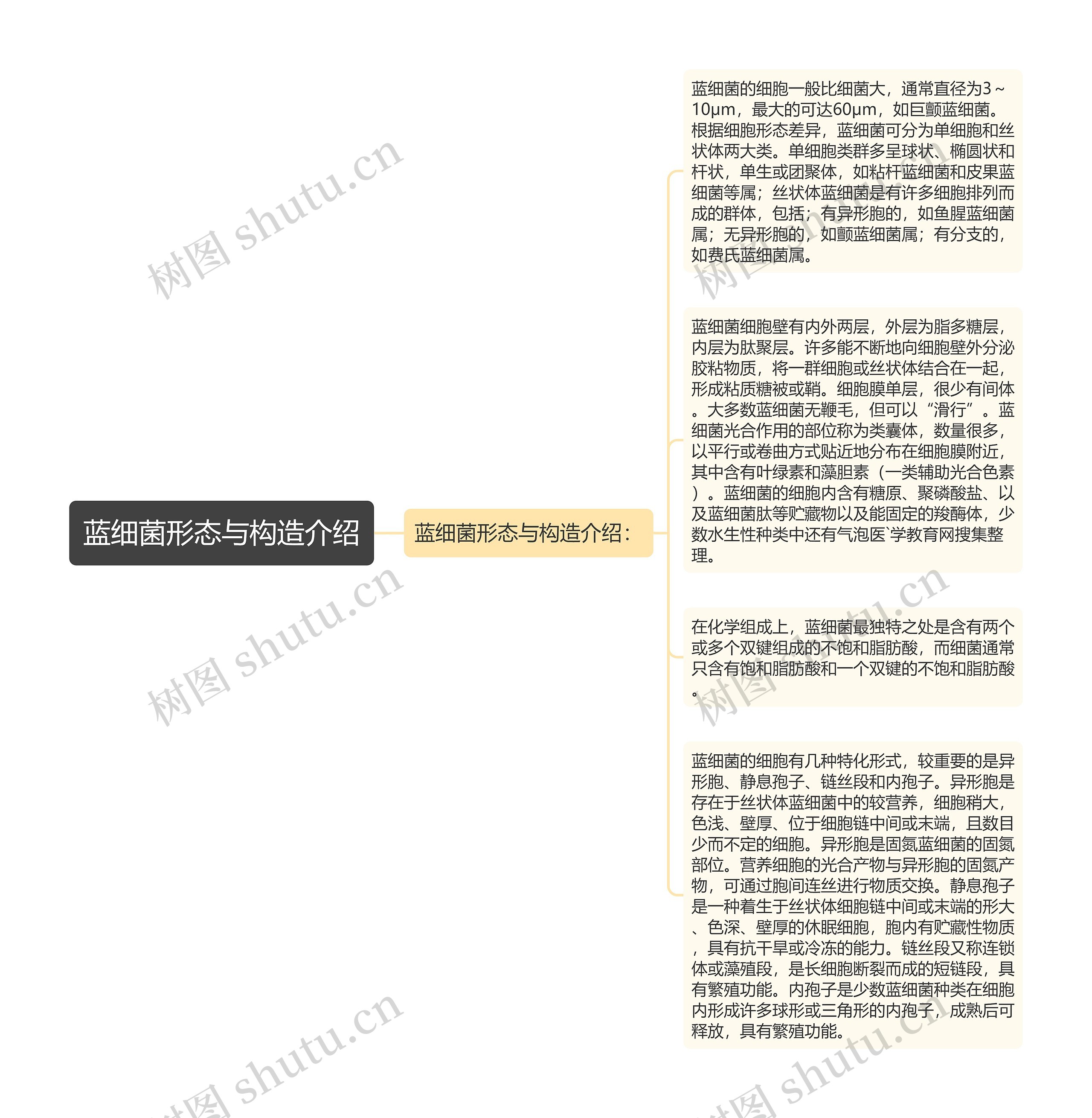 蓝细菌形态与构造介绍