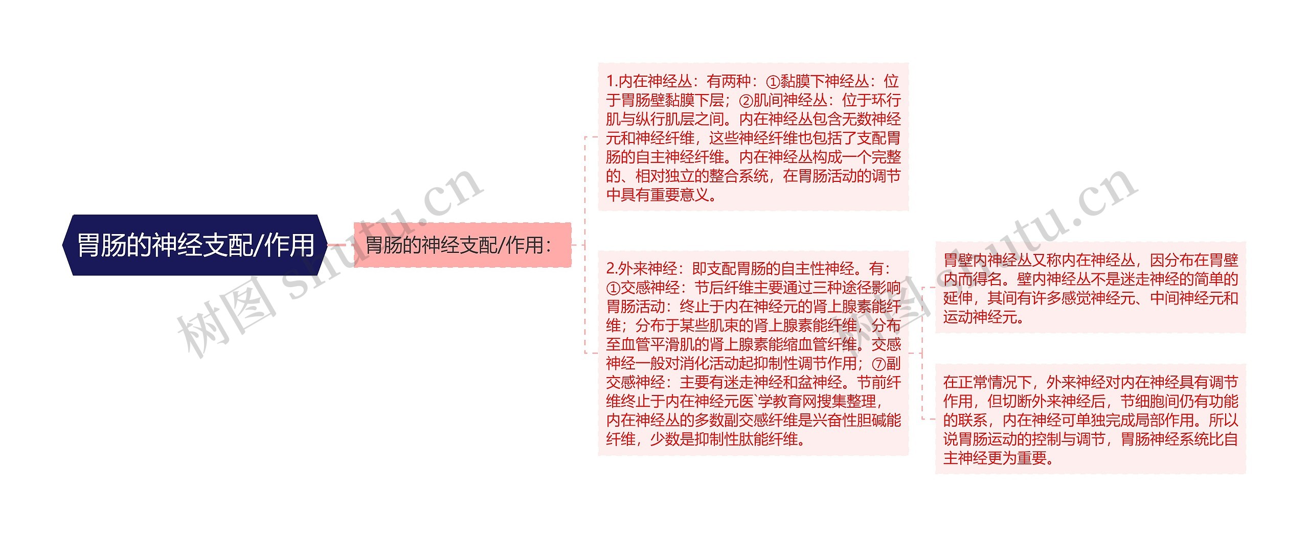 胃肠的神经支配/作用 胃肠的神经支配/作用