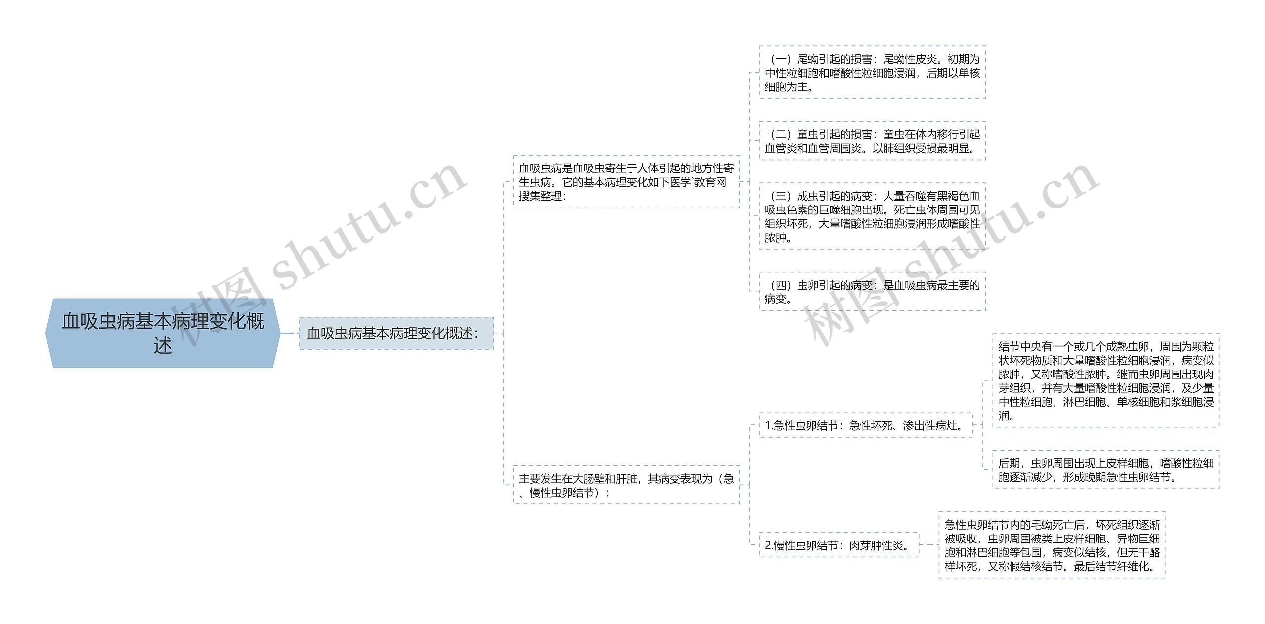 血吸虫病基本病理变化概述 血吸虫病基本病理变化概述