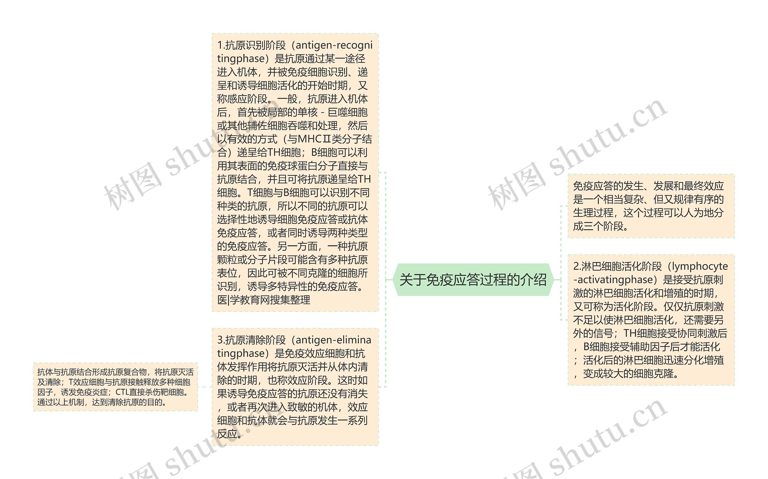 关于免疫应答过程的介绍