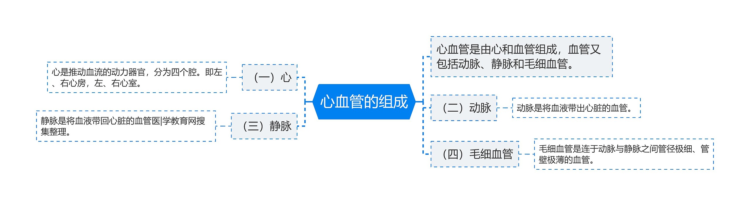 心血管的组成思维导图