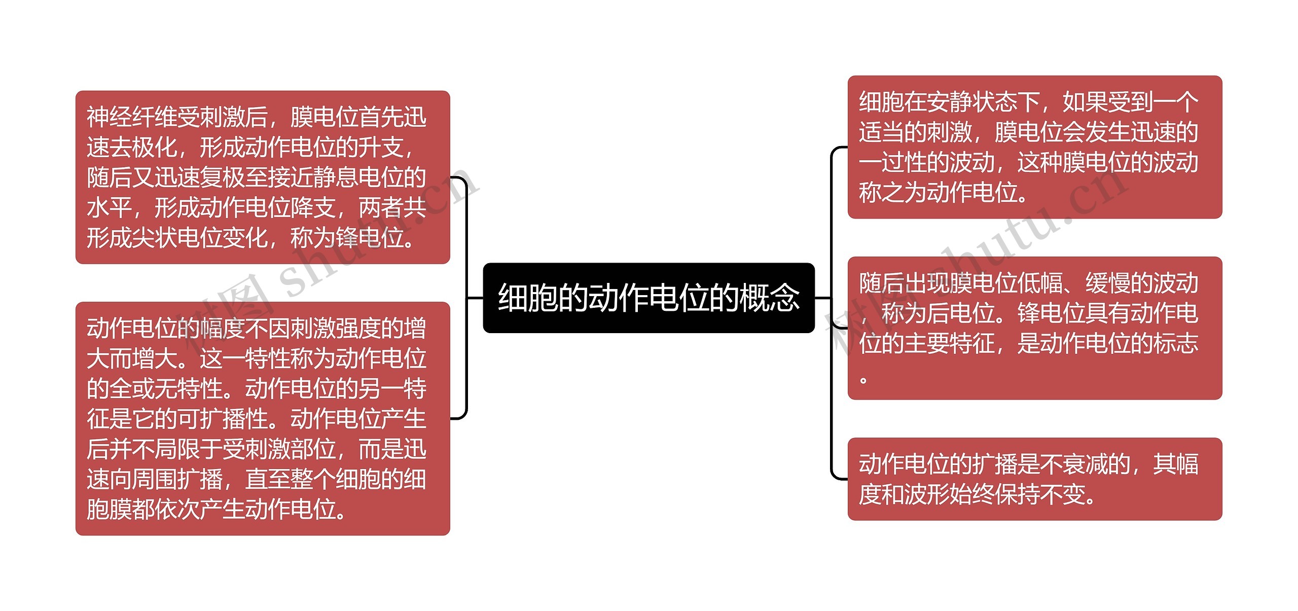 细胞的动作电位的概念