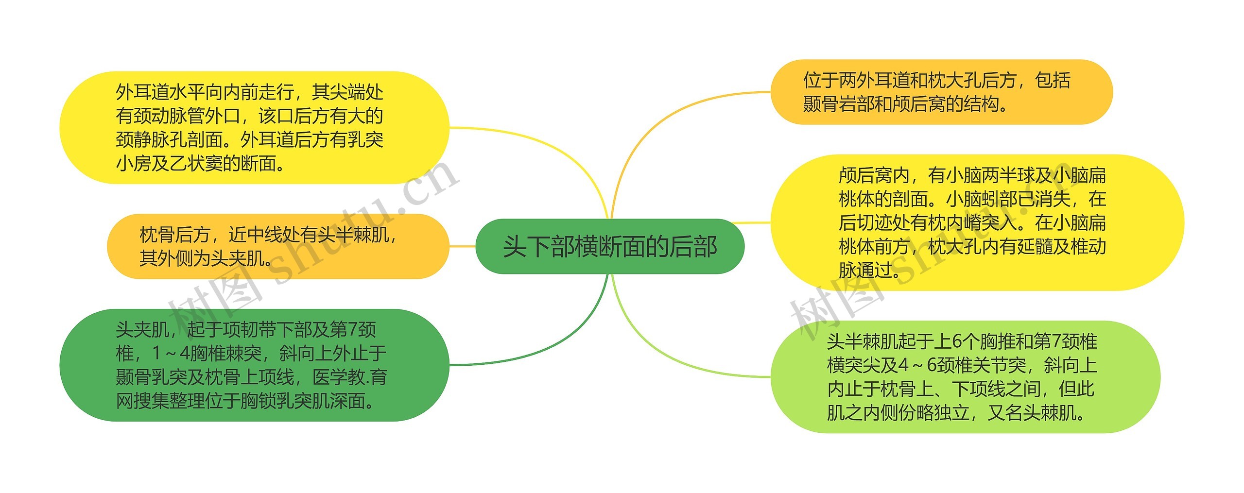 头下部横断面的后部思维导图