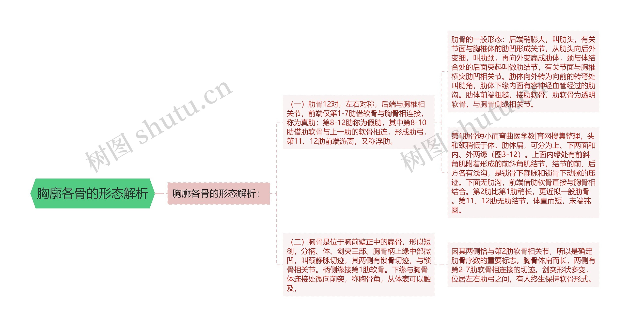 胸廓各骨的形态解析 胸廓各骨的形态解析