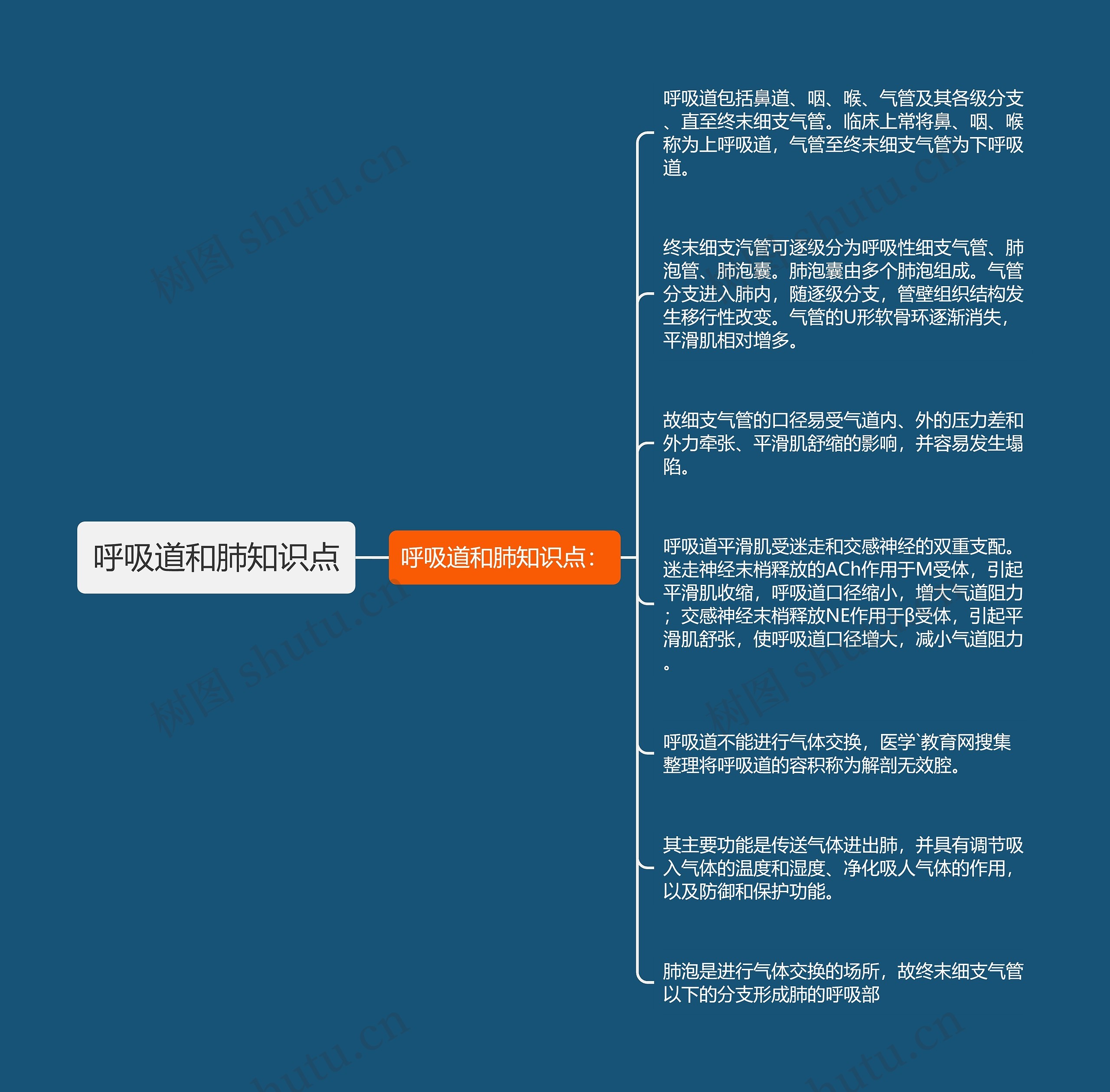 呼吸道和肺知识点思维导图