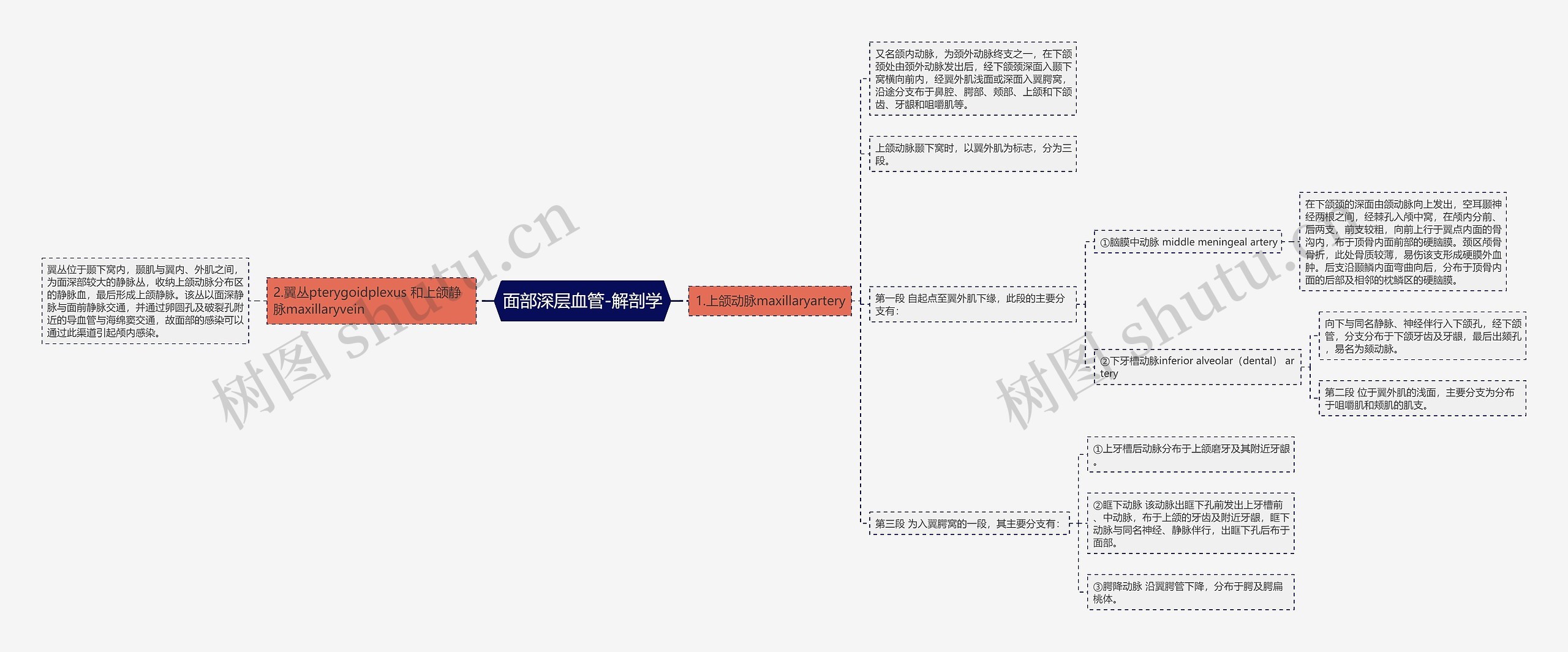 面部深层血管-解剖学思维导图