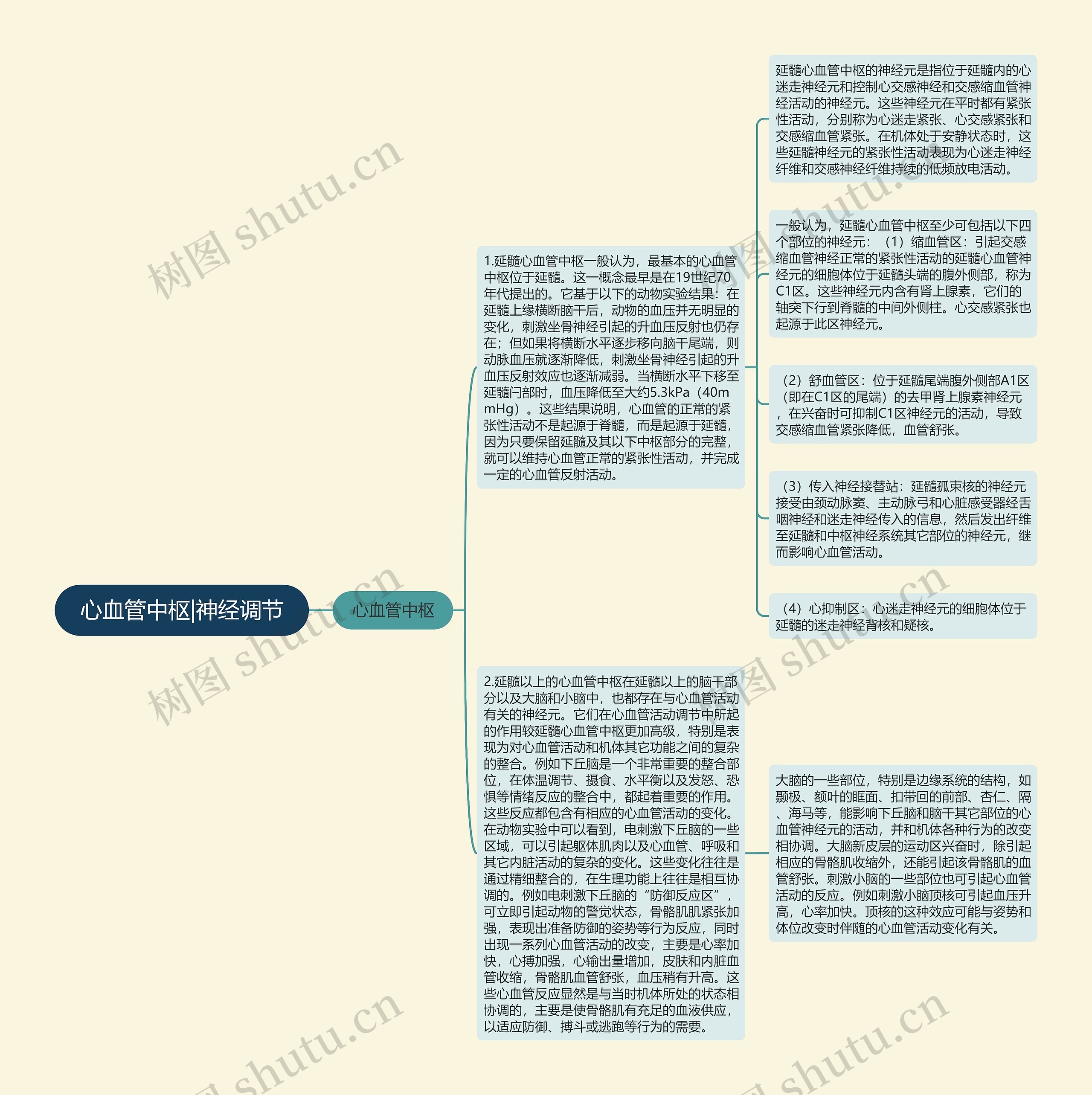 心血管中枢|神经调节思维导图