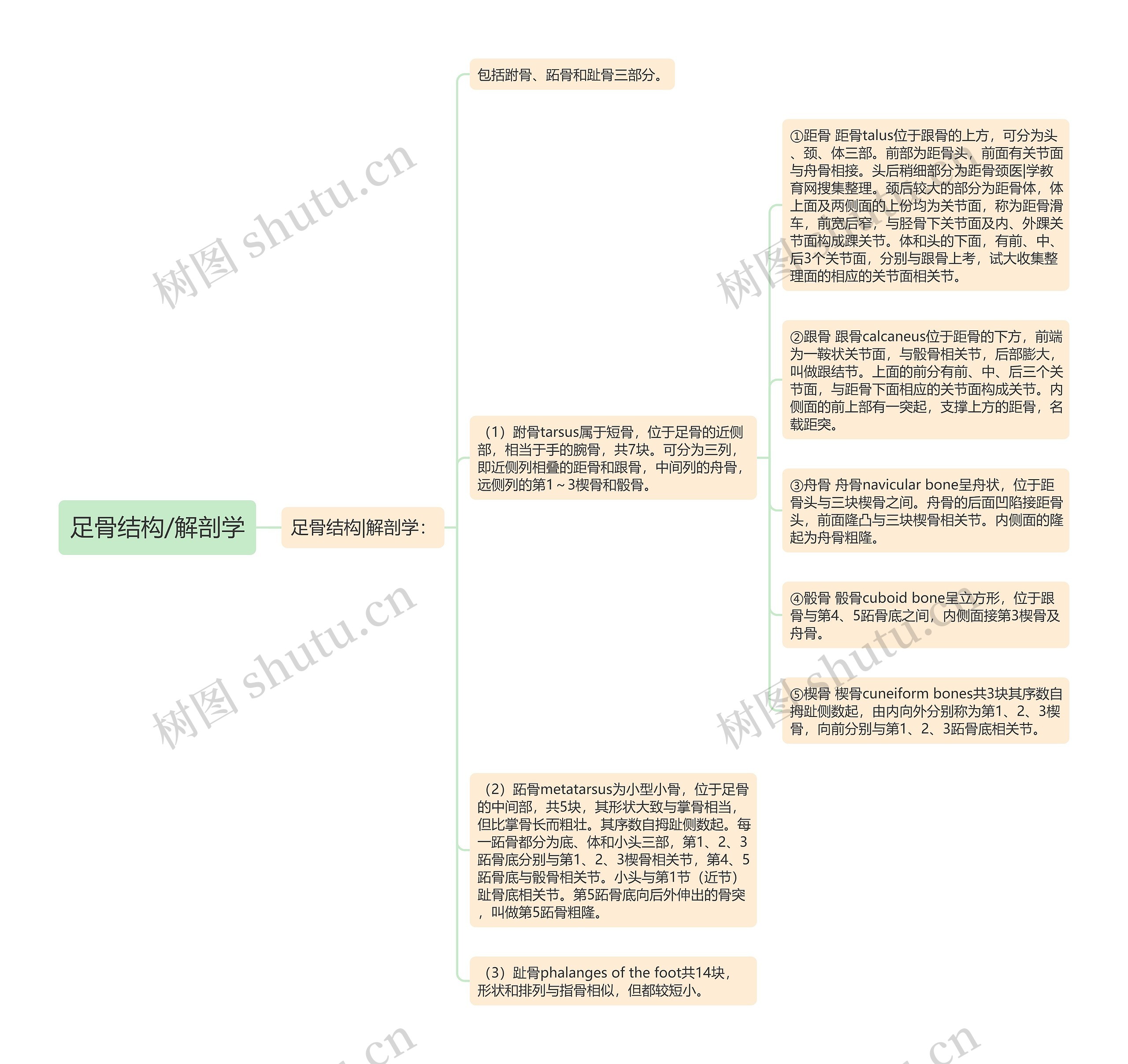 足骨结构/解剖学思维导图