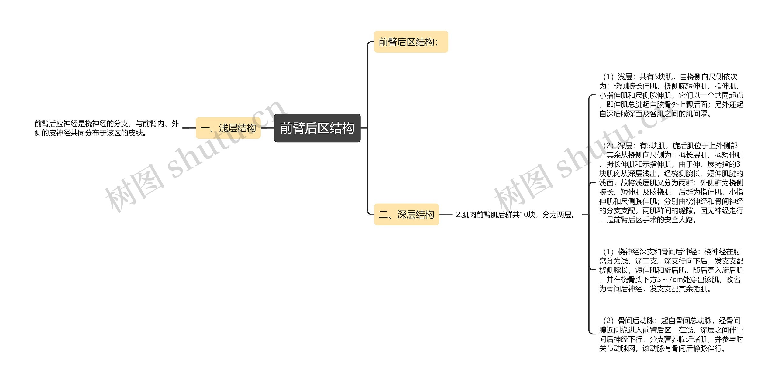 前臂后区结构思维导图